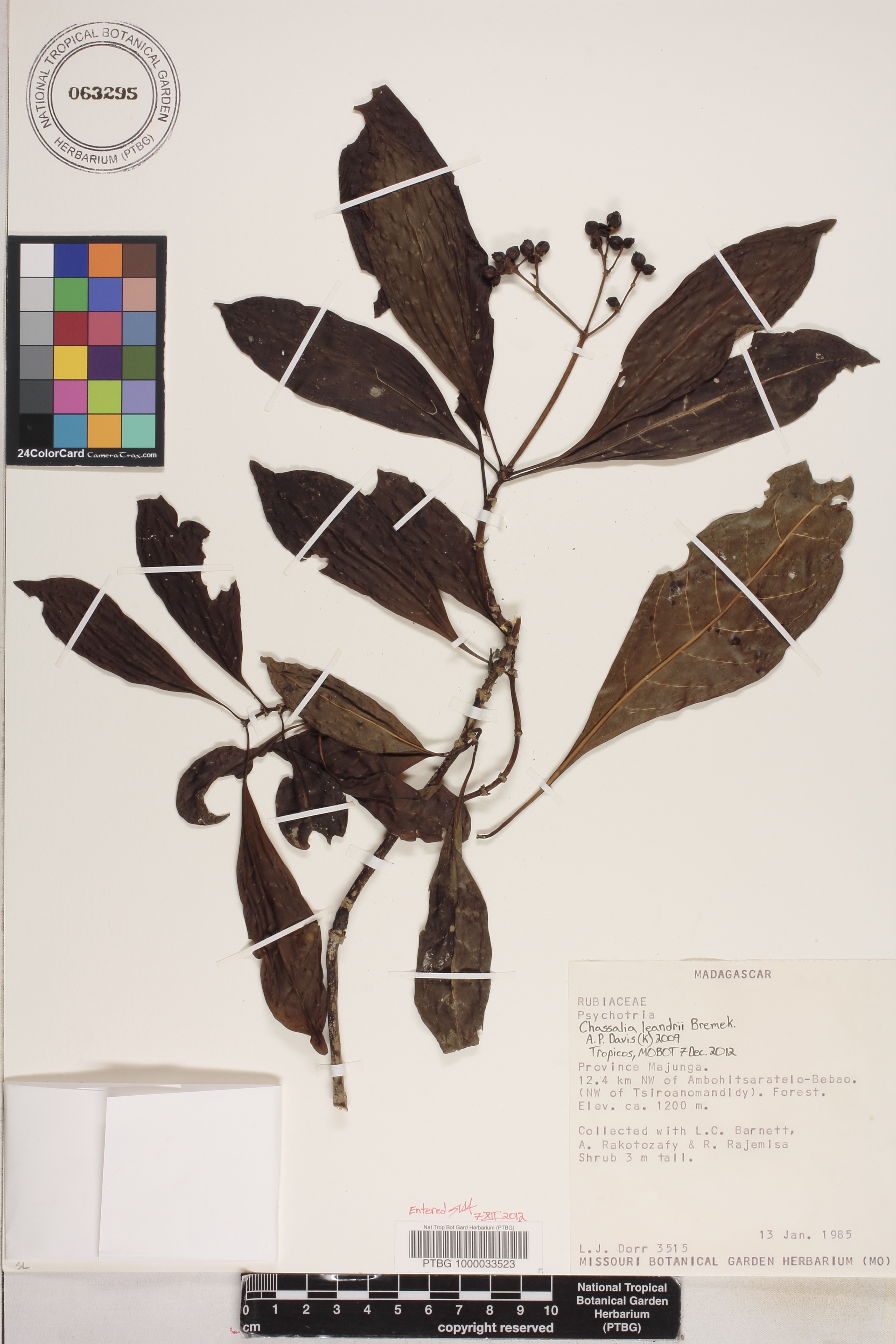 Chassalia leandrii image