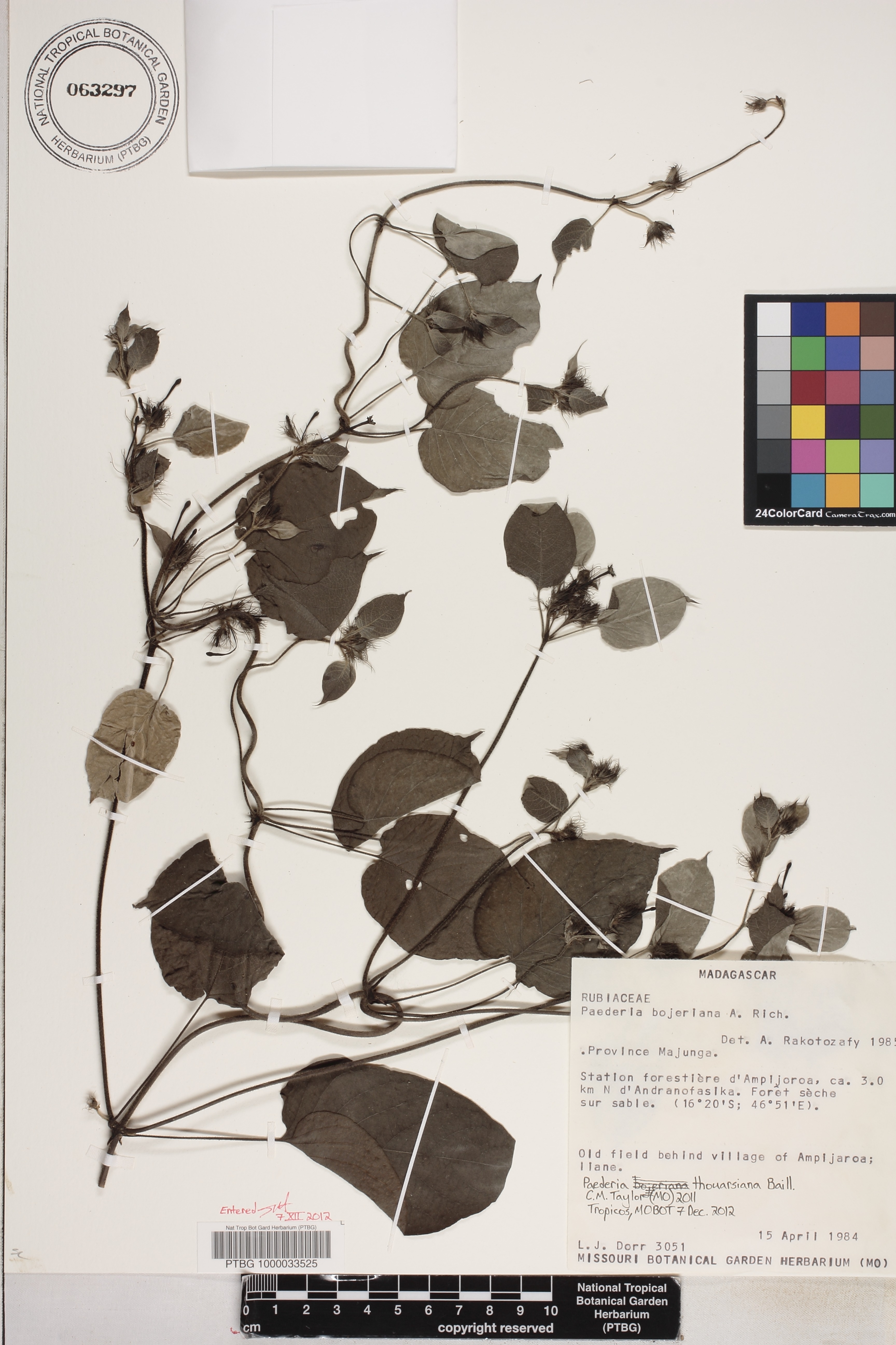 Paederia thouarsiana image