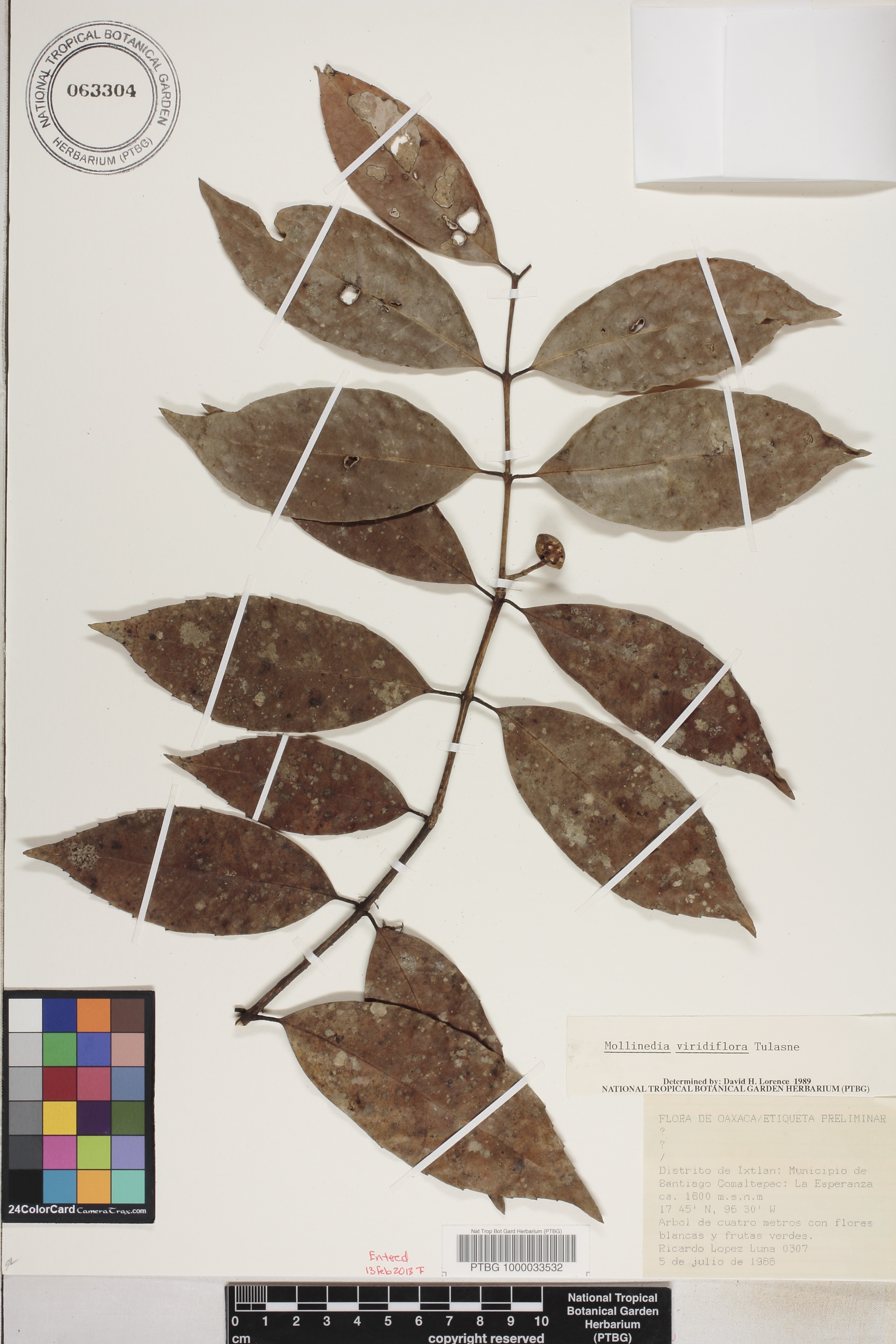 Mollinedia viridiflora image
