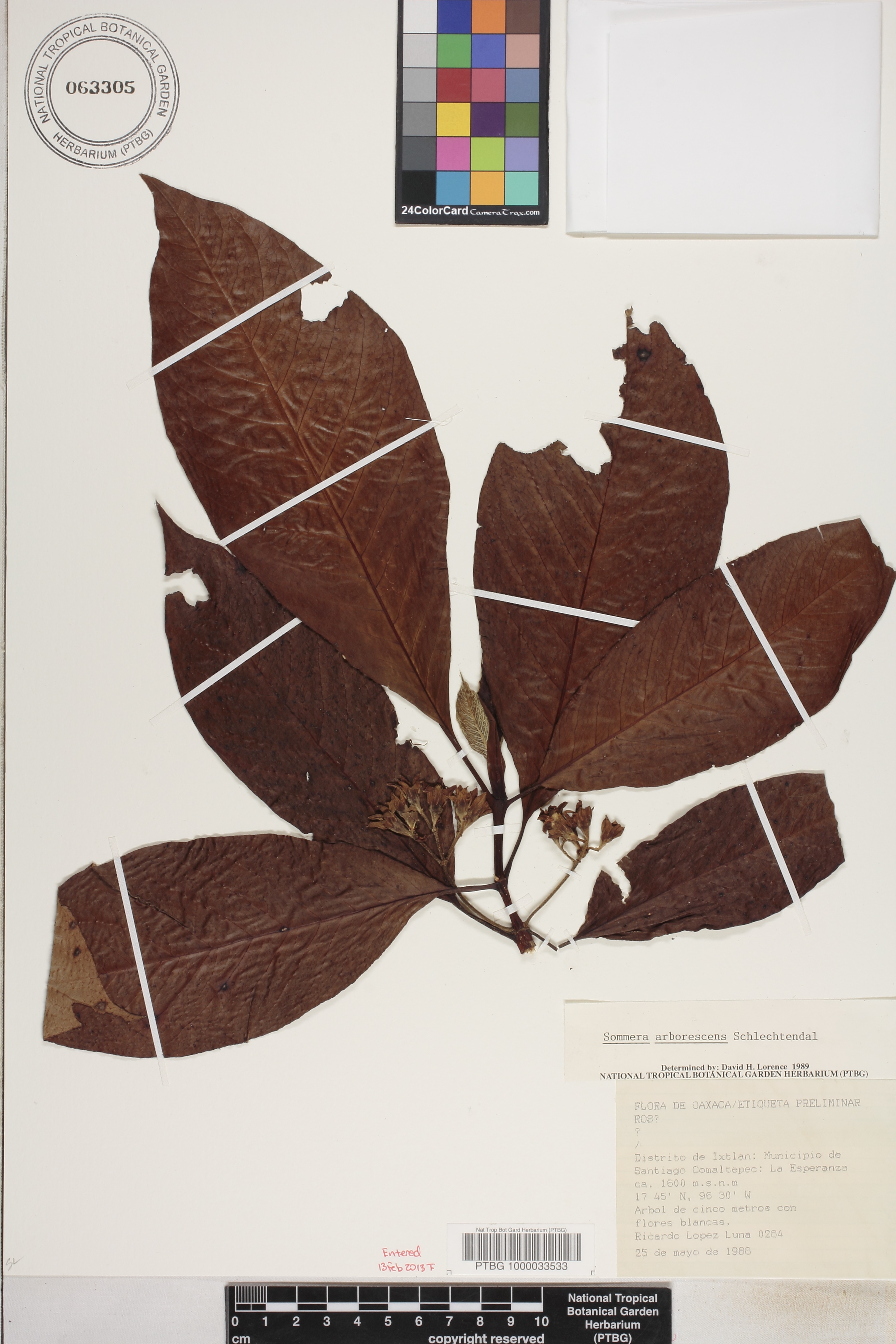 Sommera arborescens image