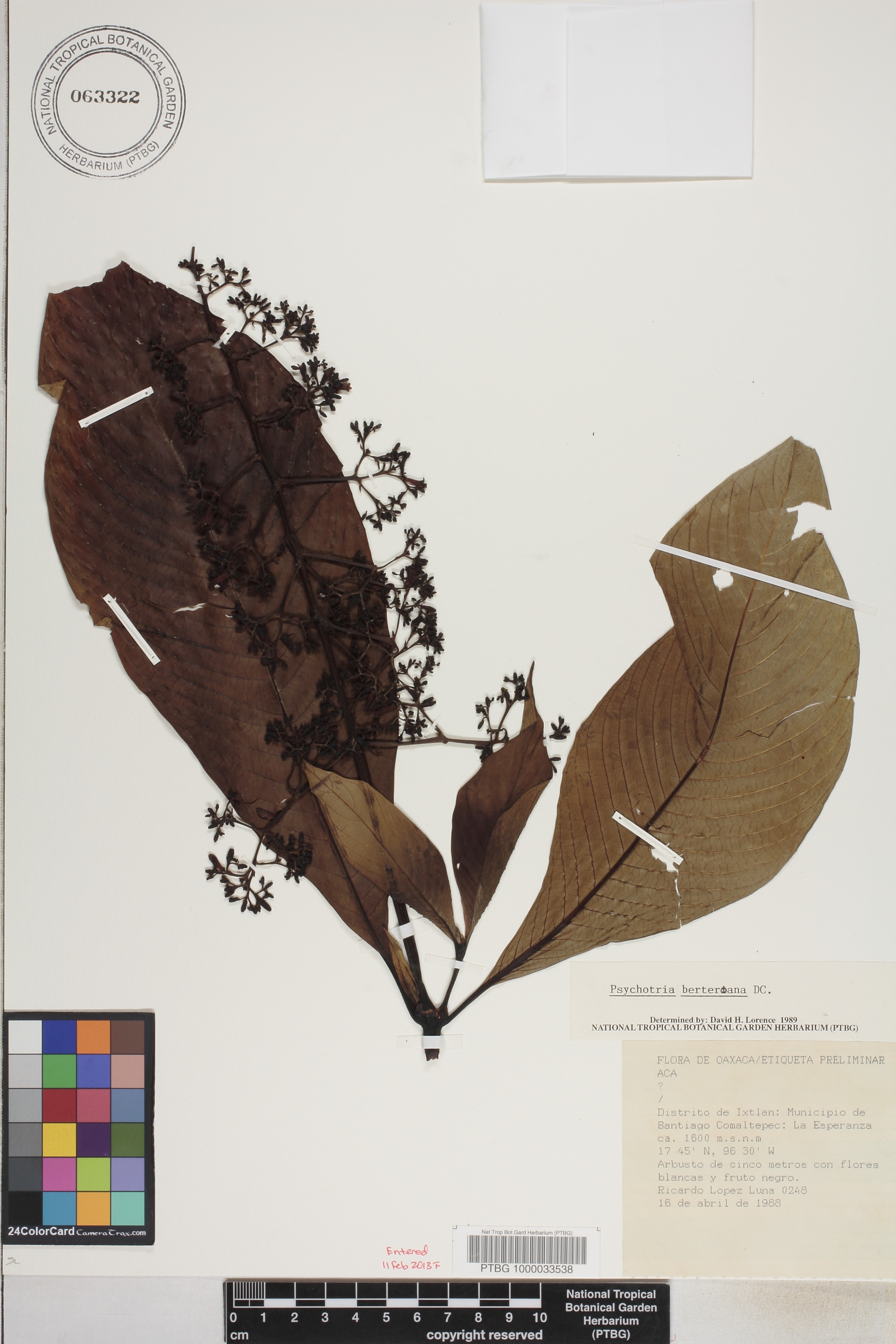 Psychotria berteroana image
