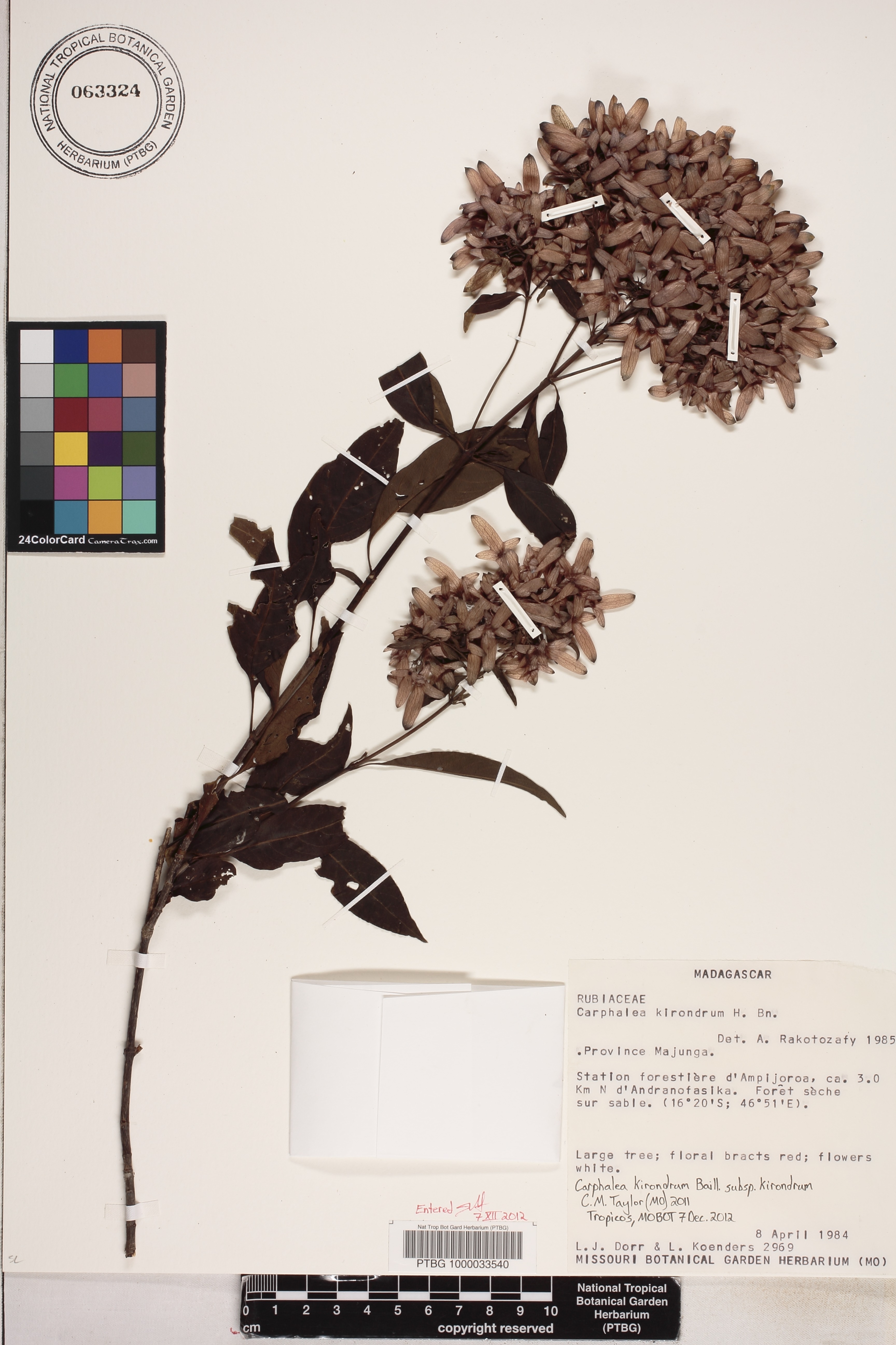 Paracarphalea kirondron image