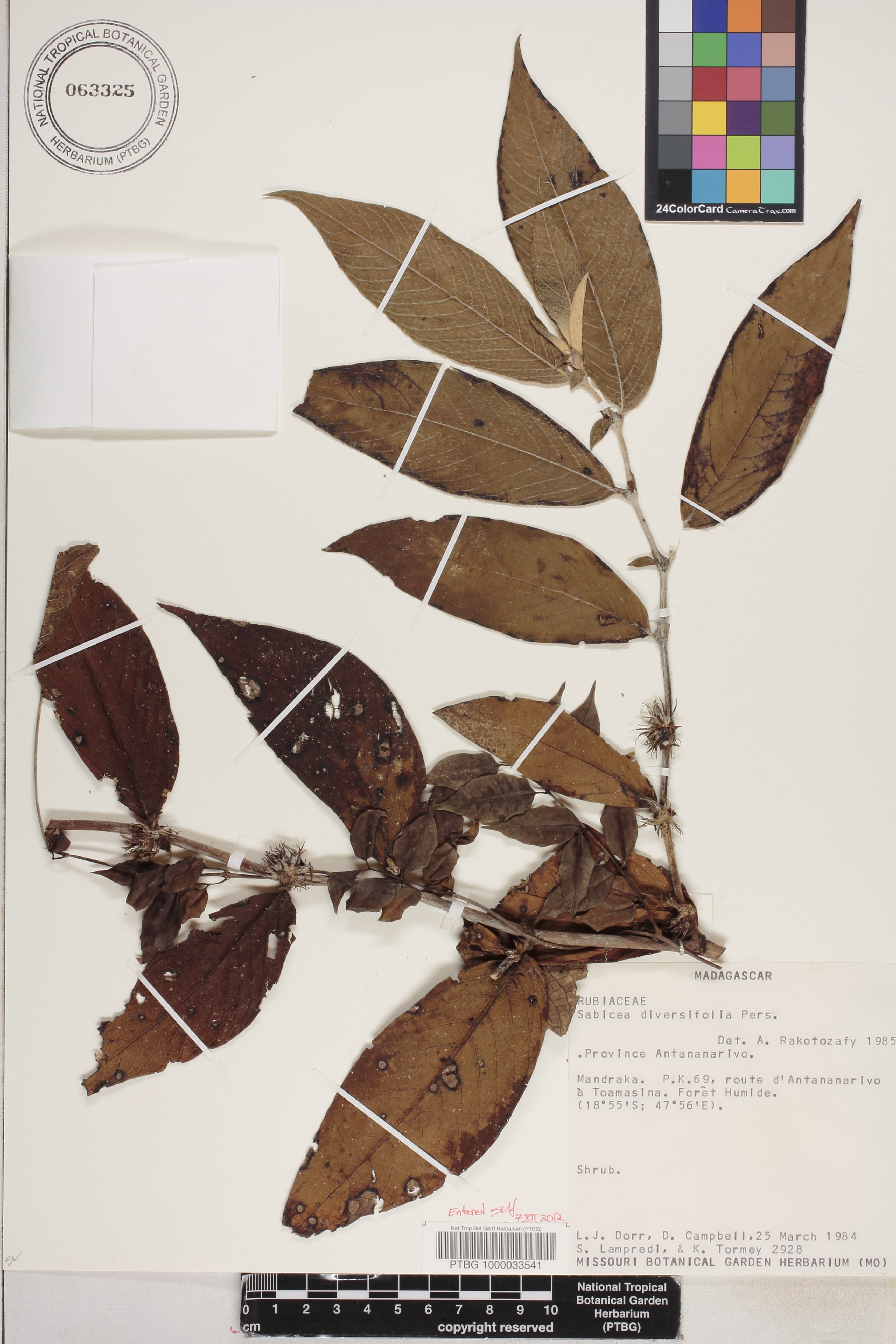 Sabicea diversifolia image