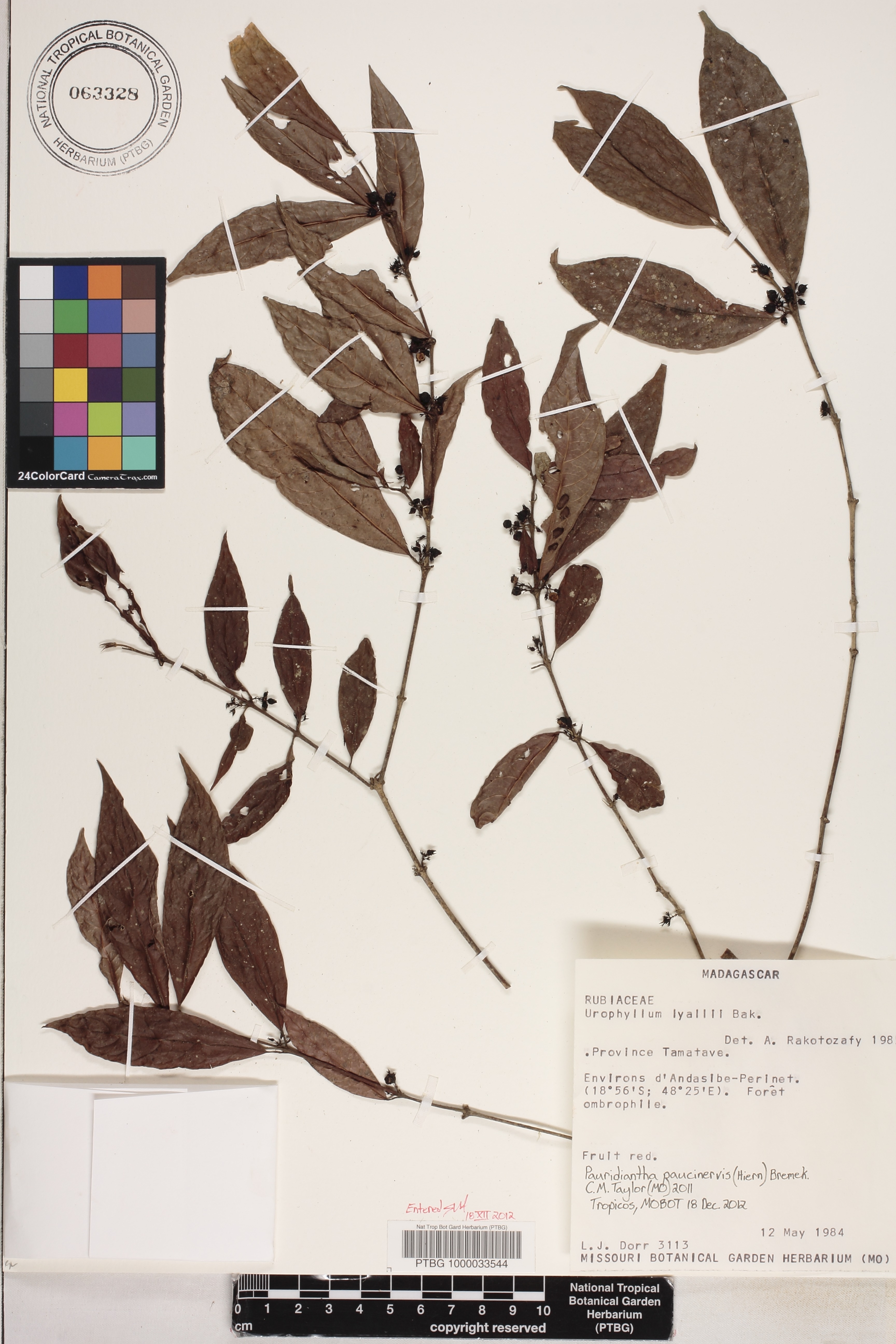 Pauridiantha paucinervis image