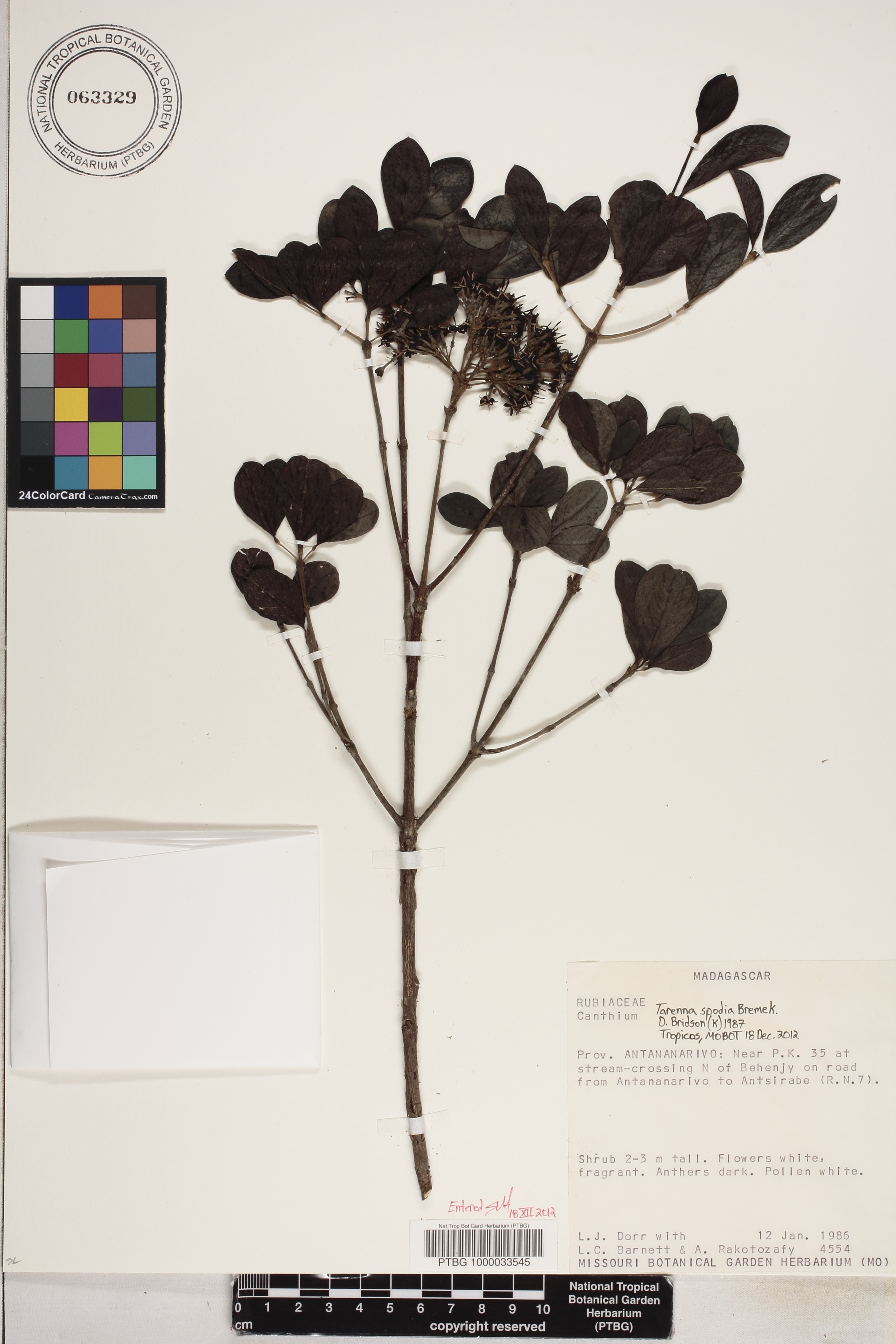 Paracephaelis cinerea image
