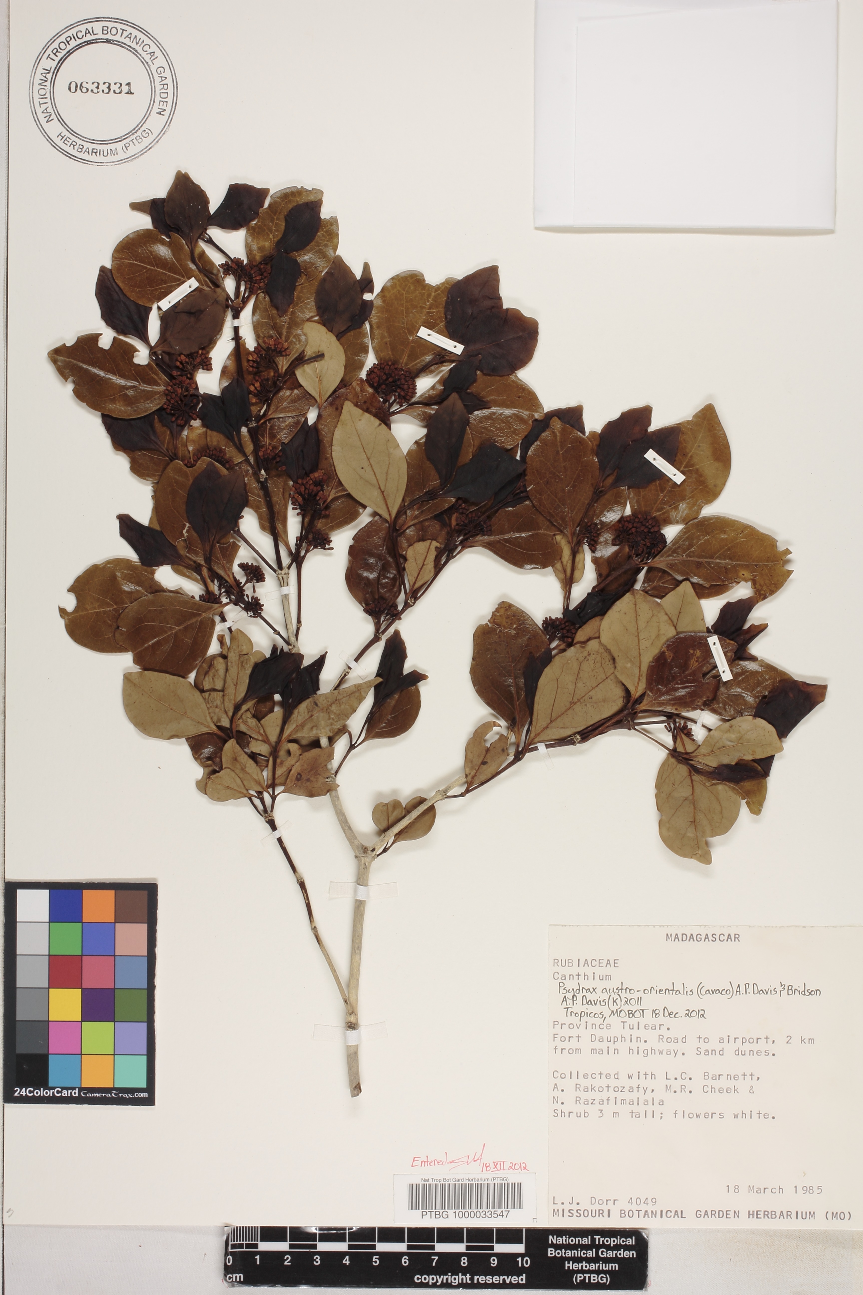 Psydrax austro-orientalis image