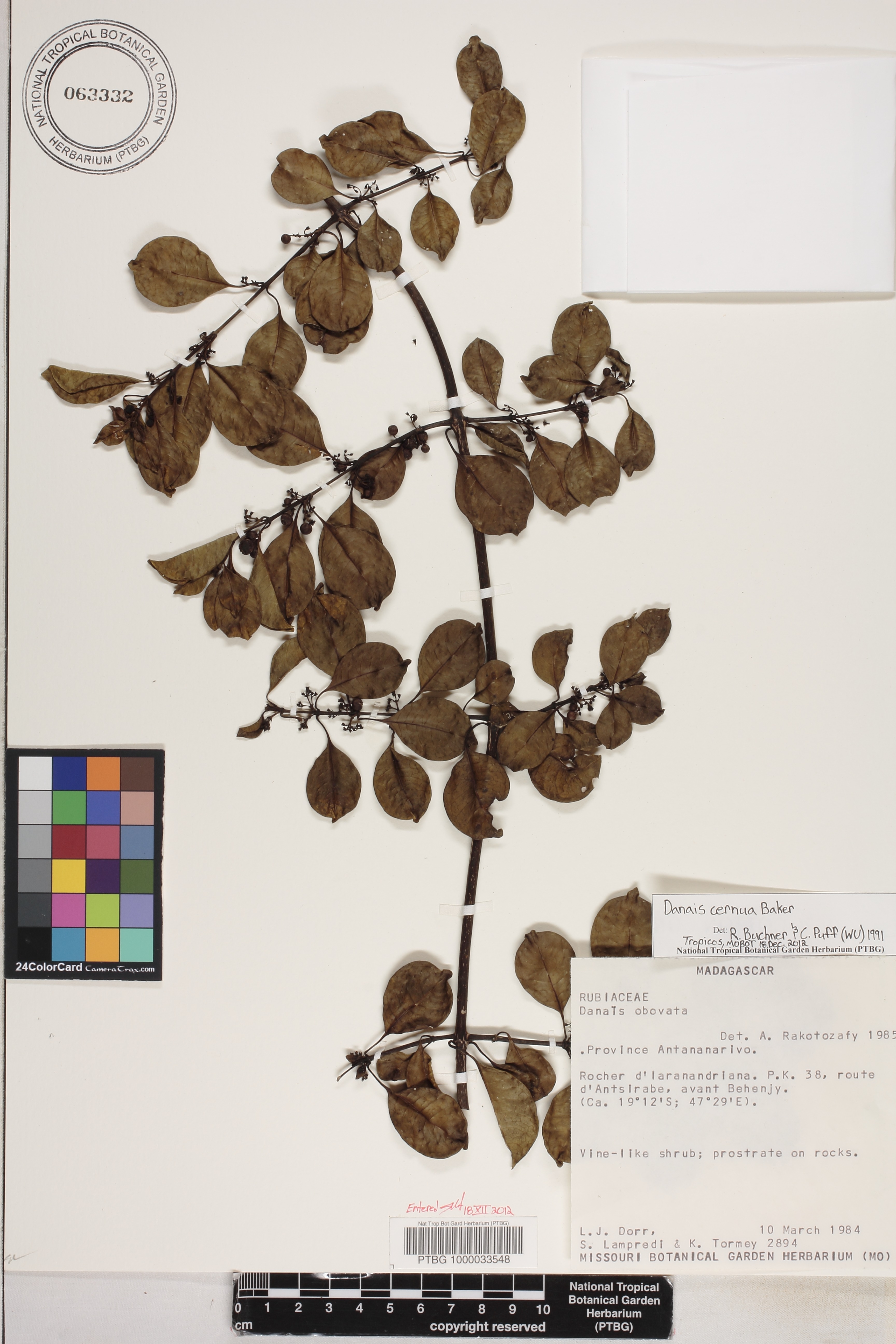 Danais cernua image