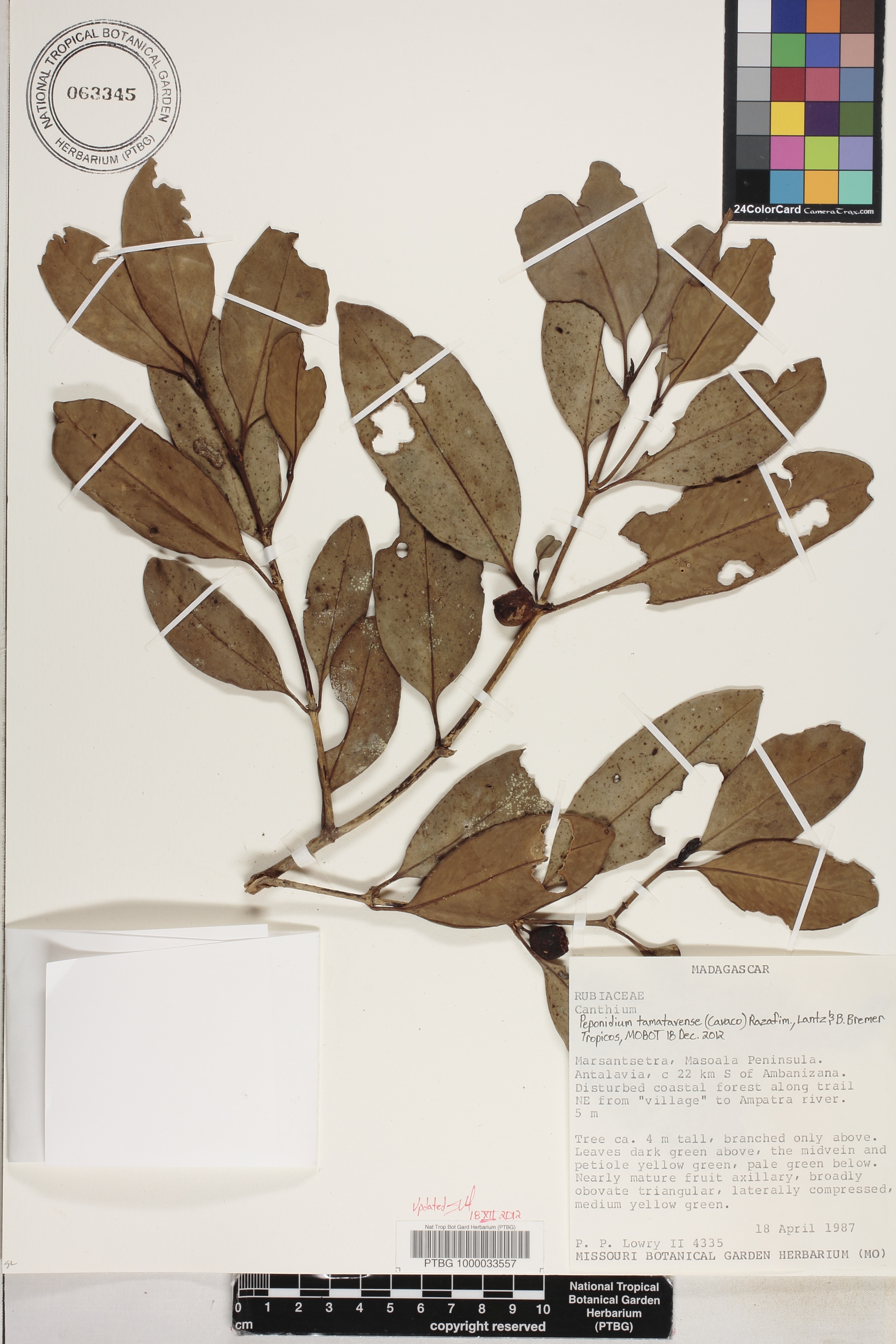Peponidium image