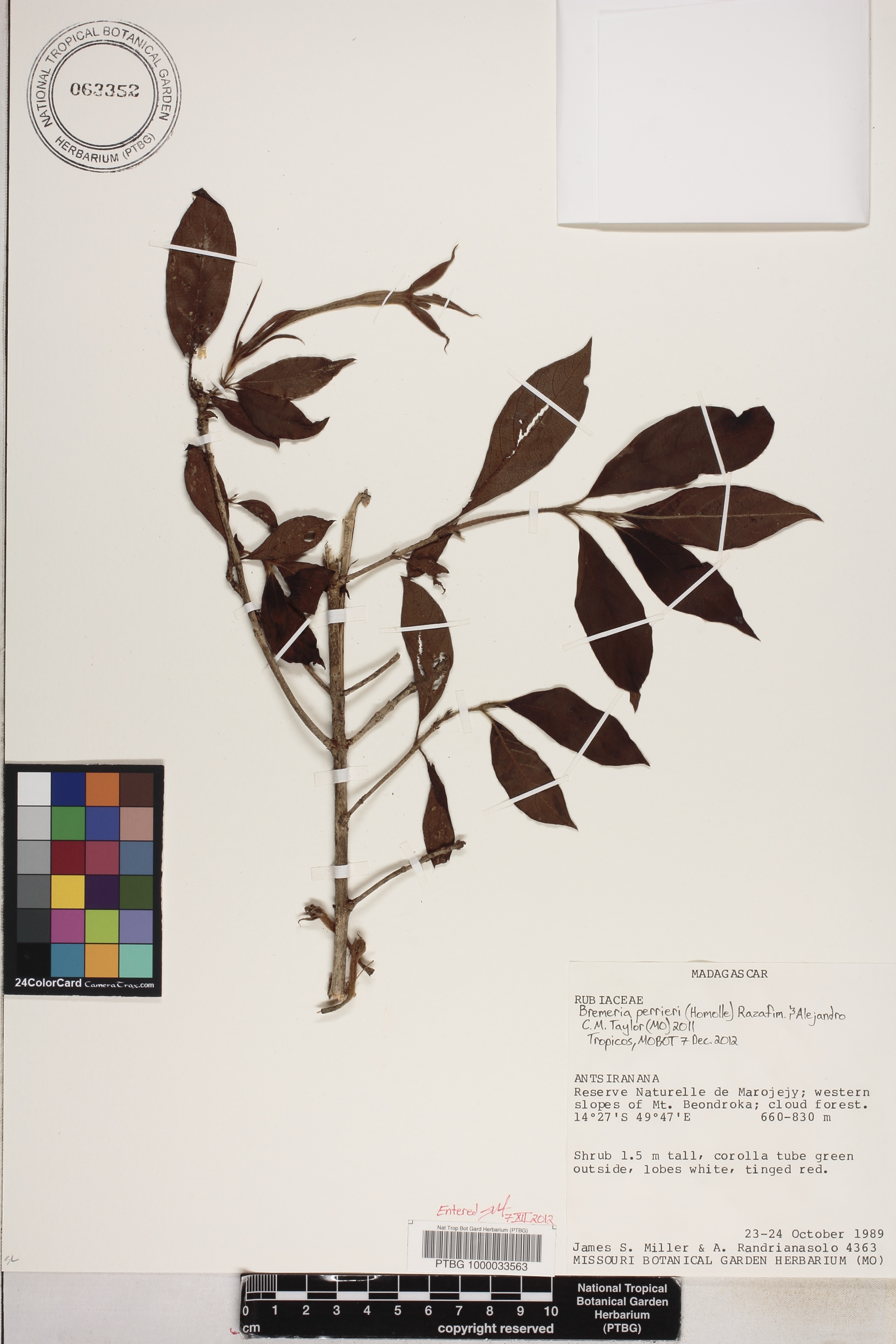 Bremeria perrieri image