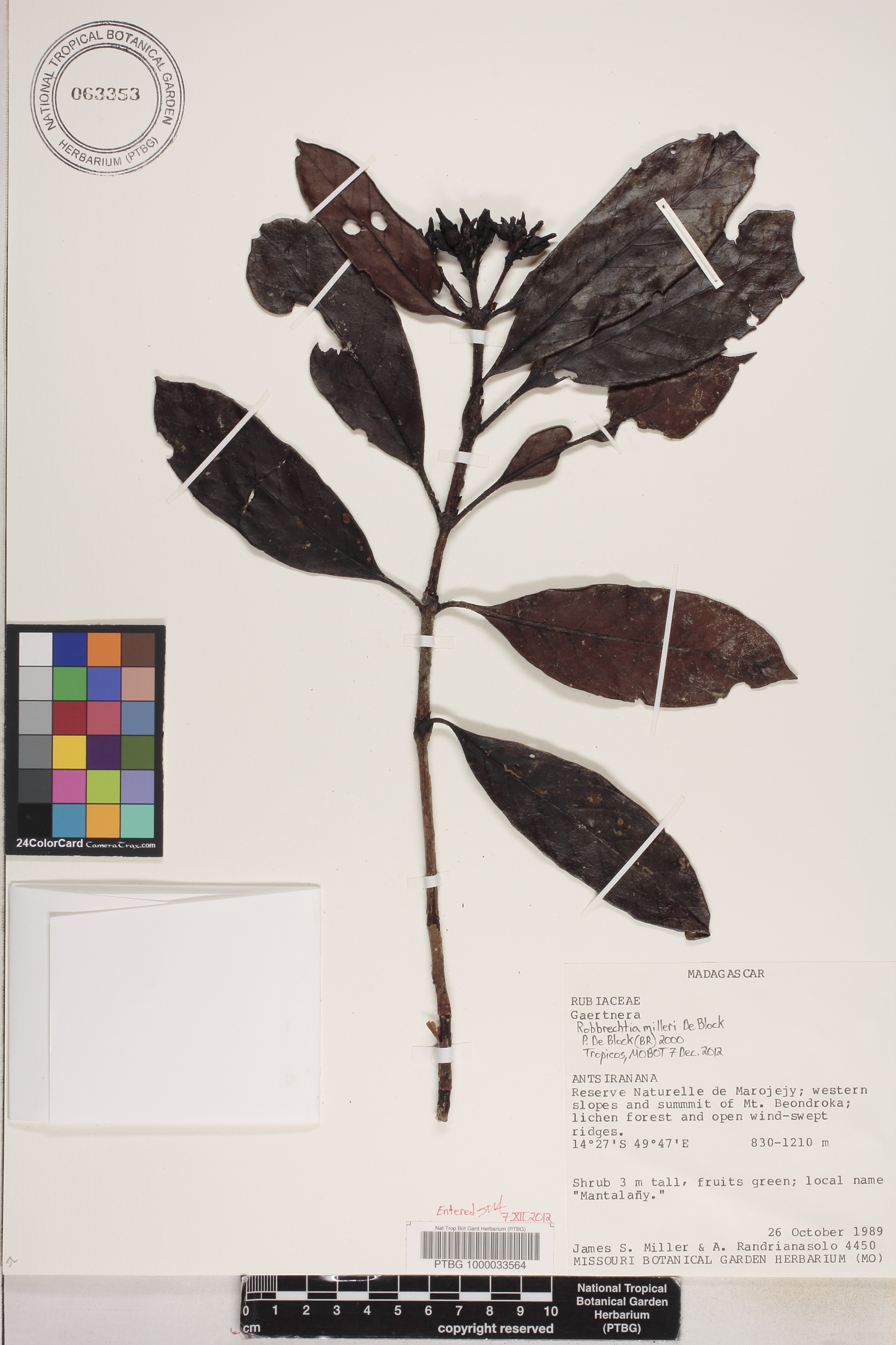 Robbrechtia milleri image