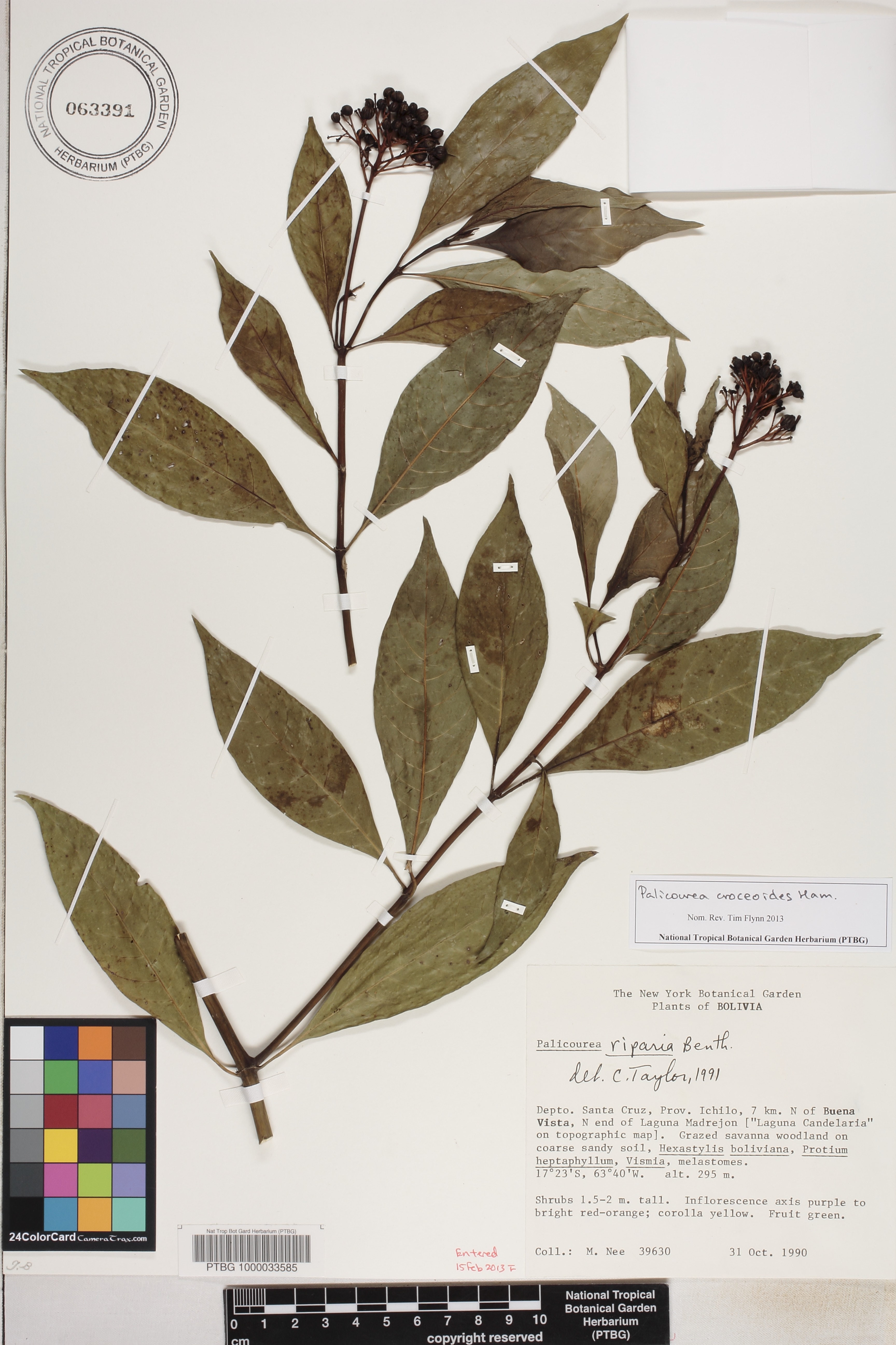 Palicourea croceoides image