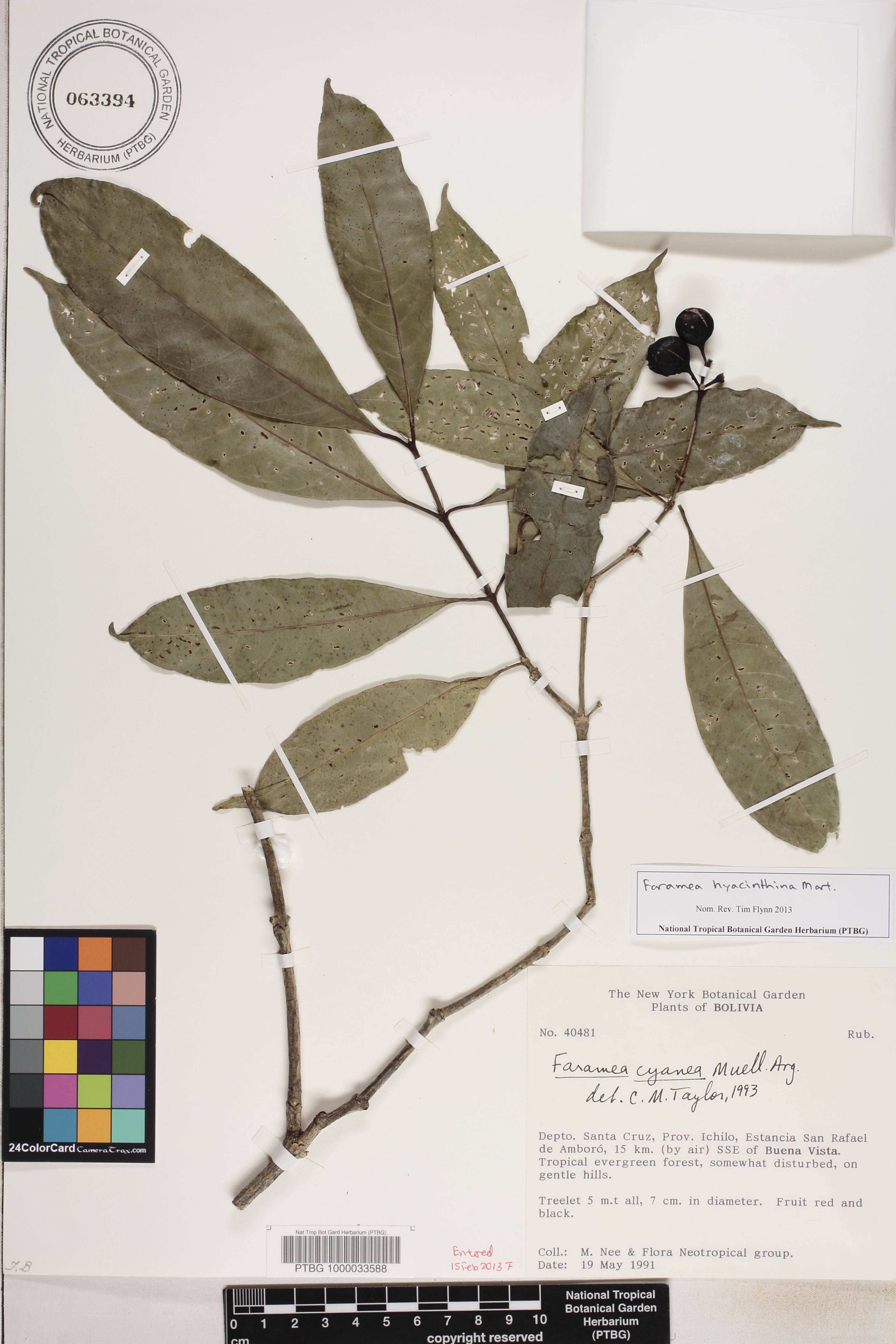 Faramea occidentalis image