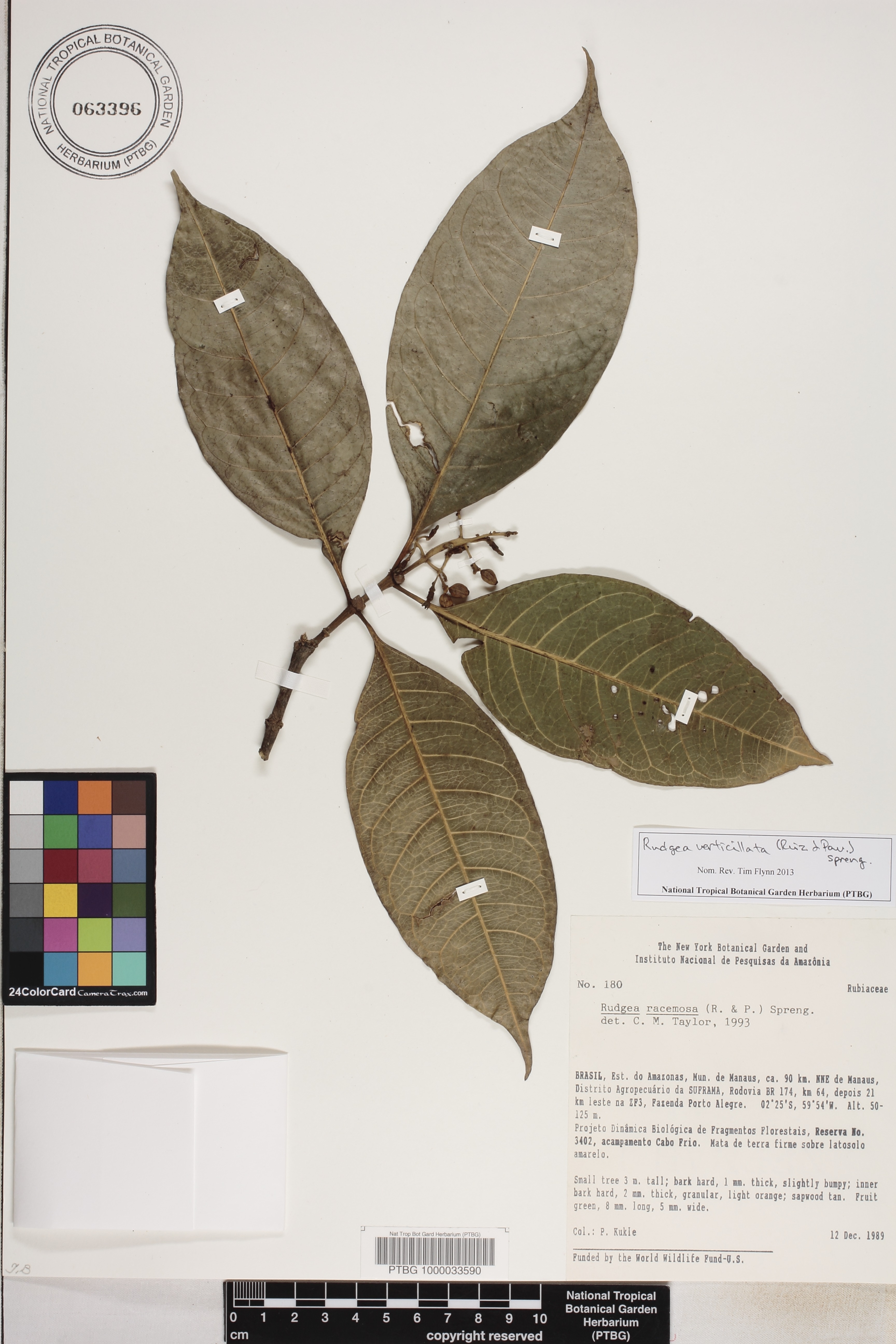 Rudgea verticillata image