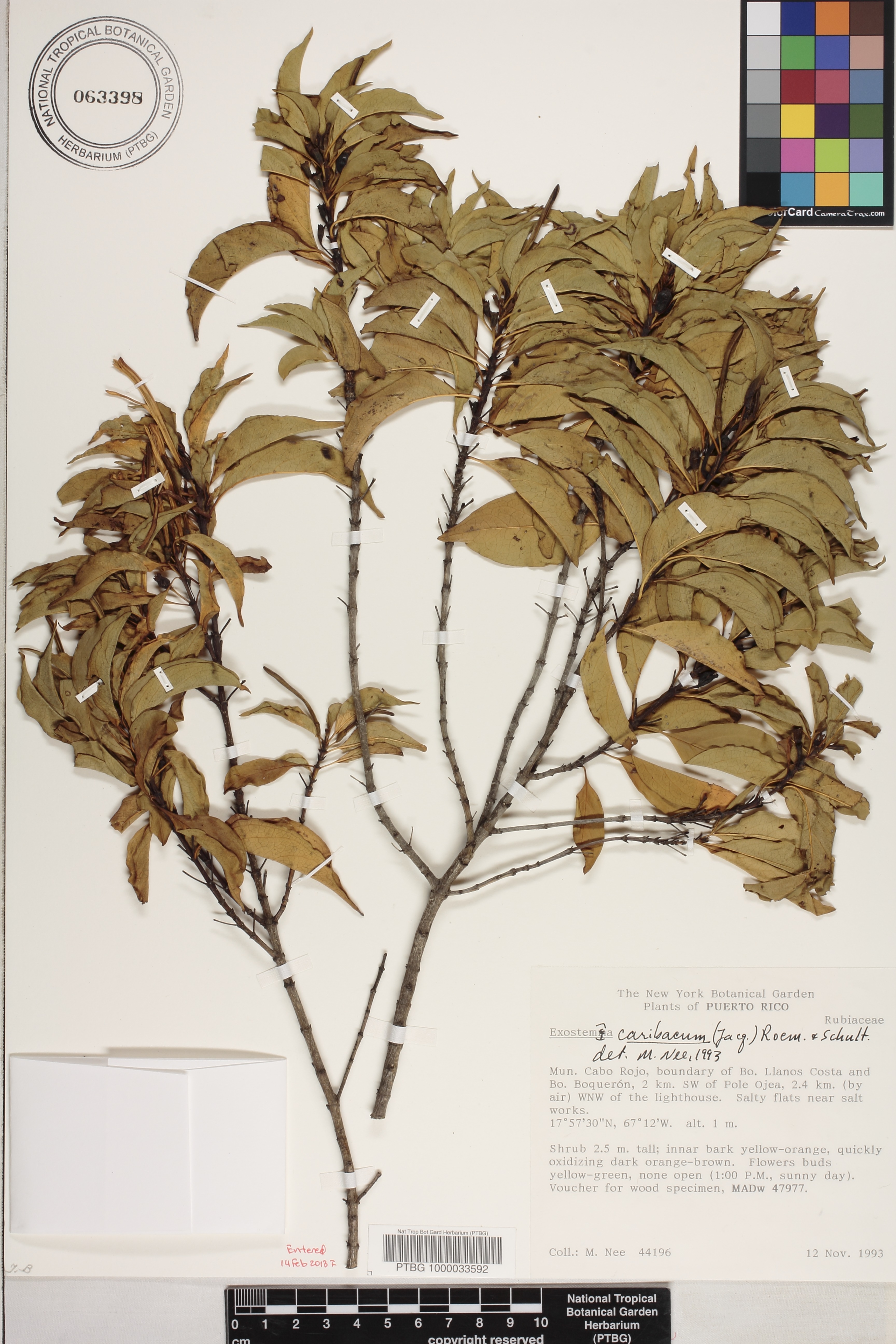 Exostema caribaeum image