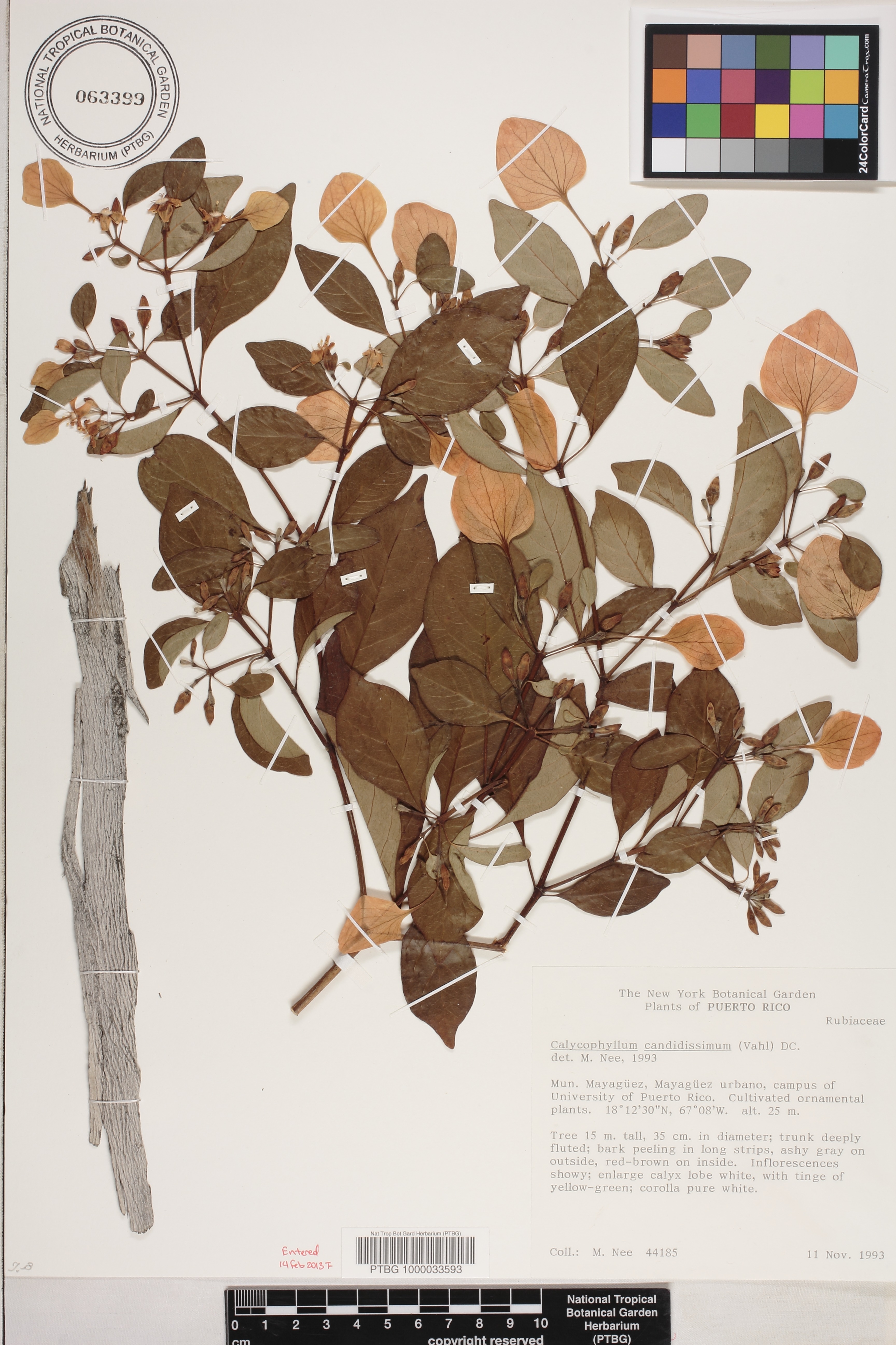 Calycophyllum candidissimum image