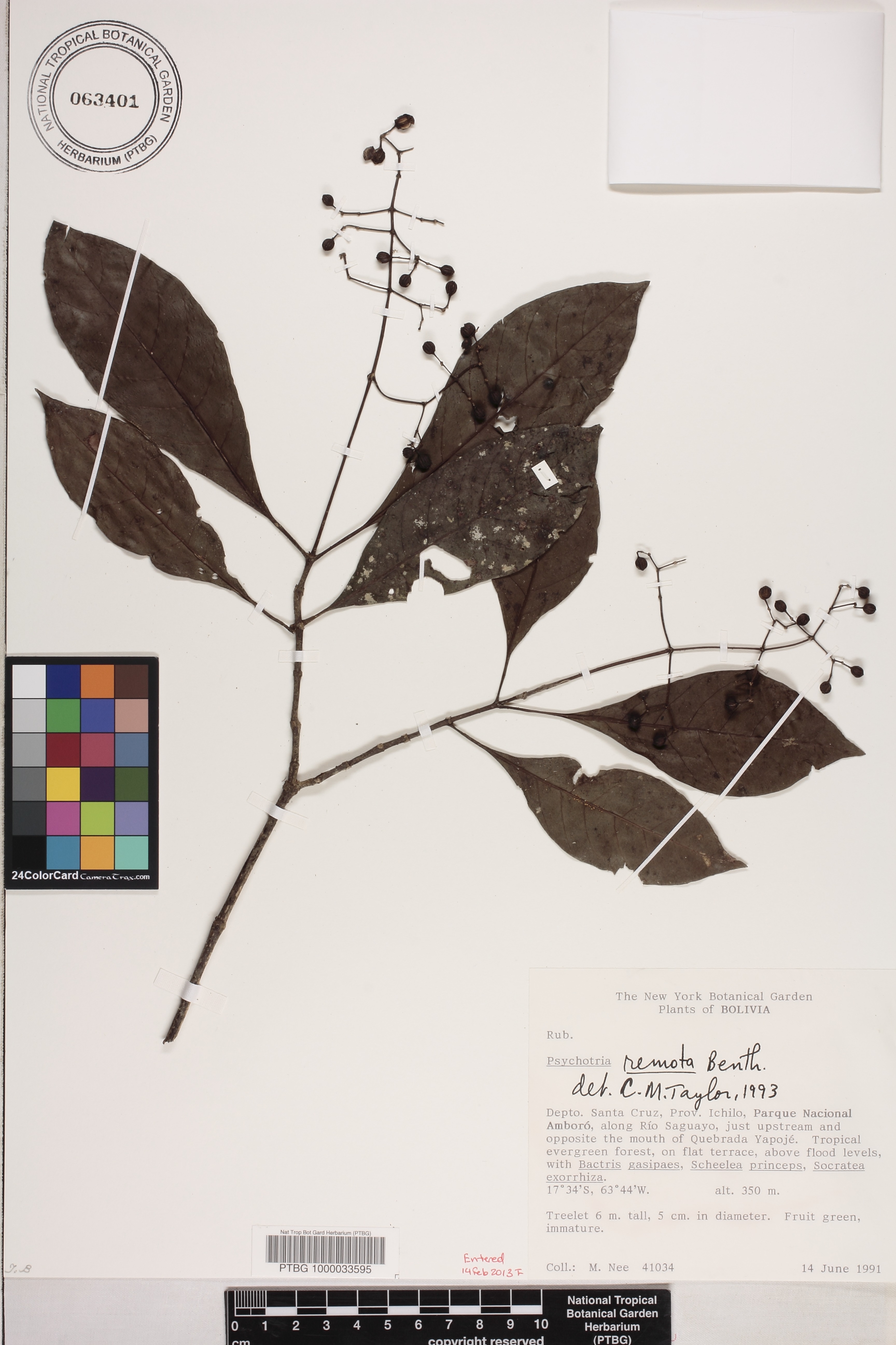 Psychotria remota image