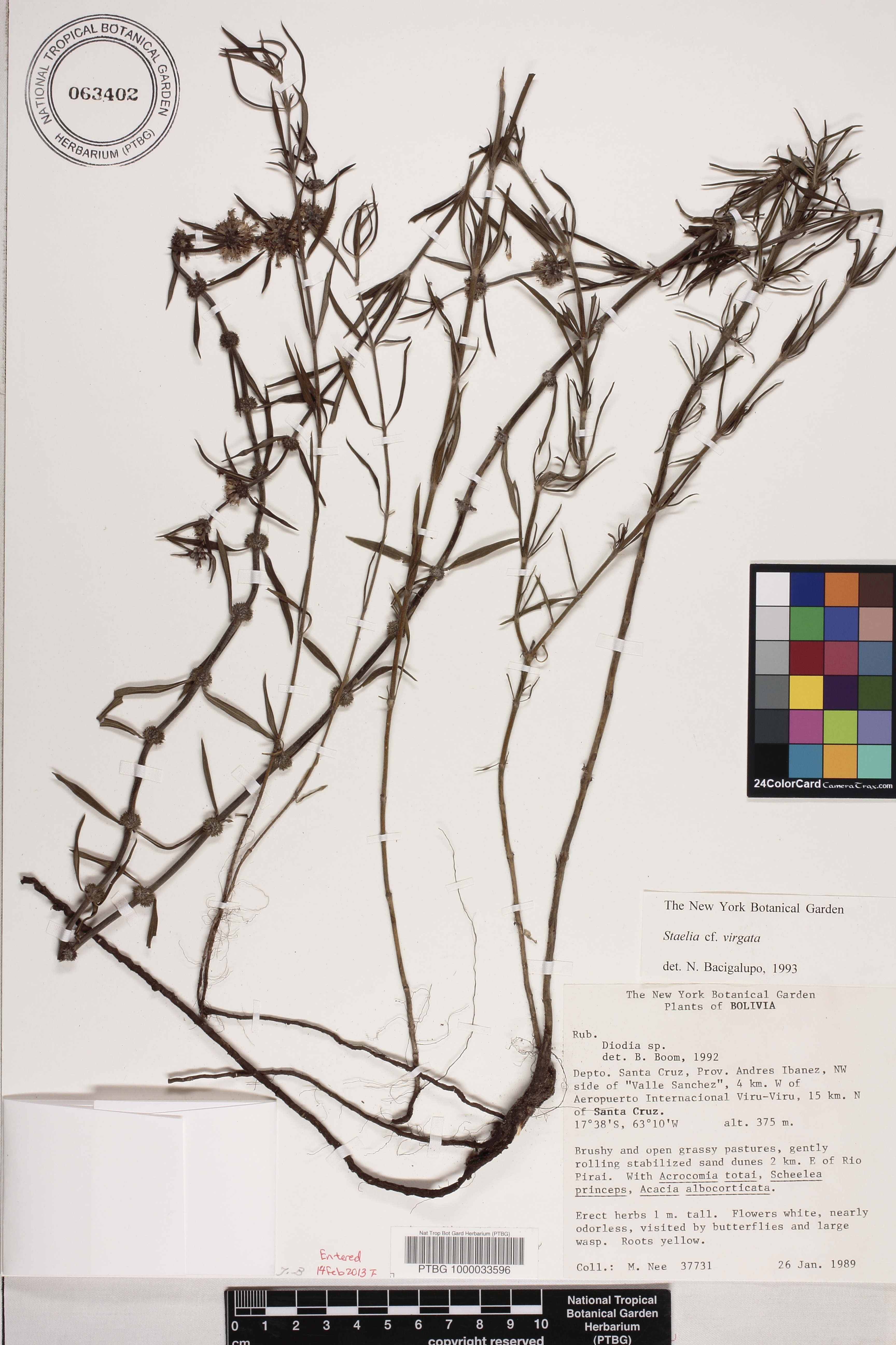 Staelia image