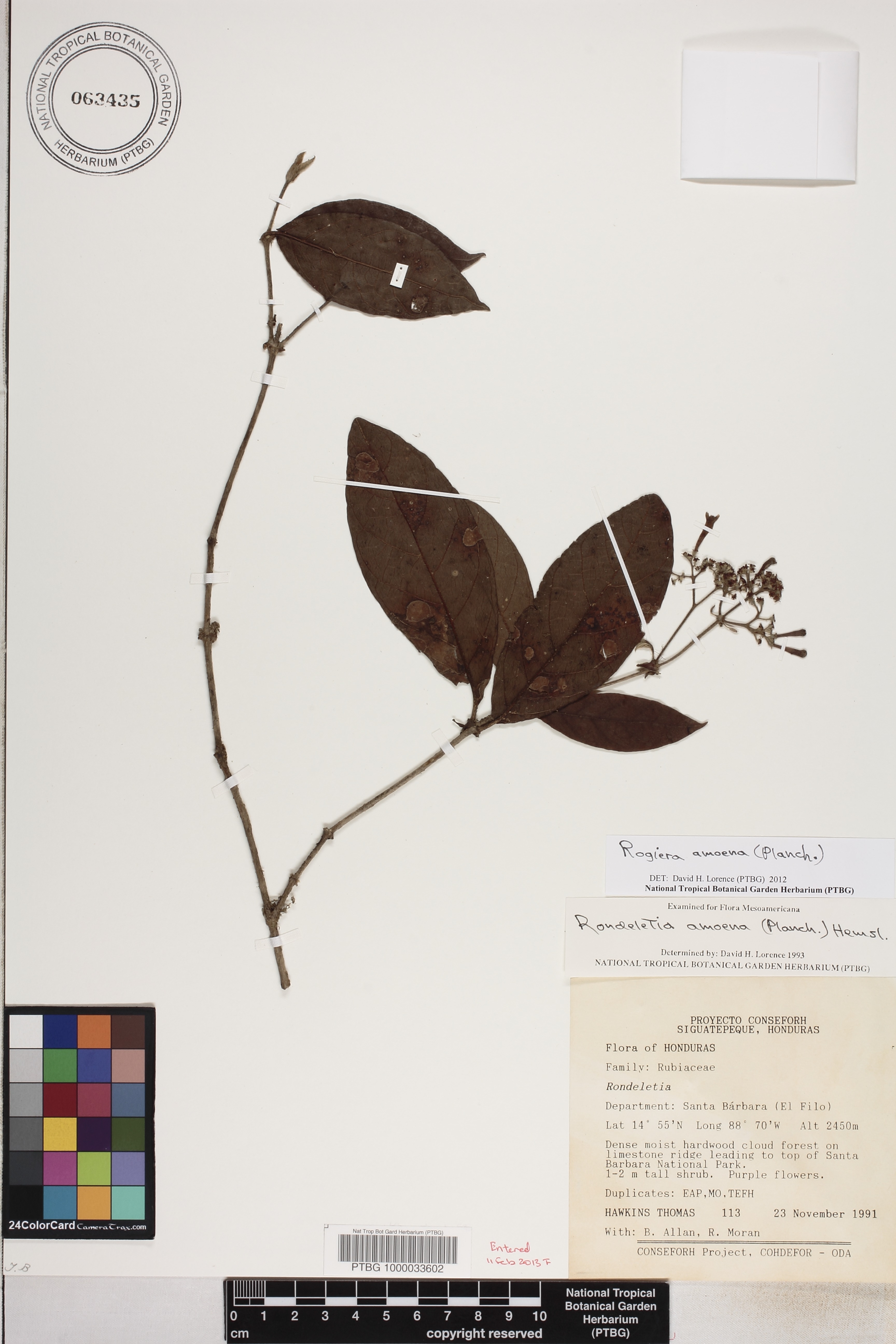 Rogiera amoena image