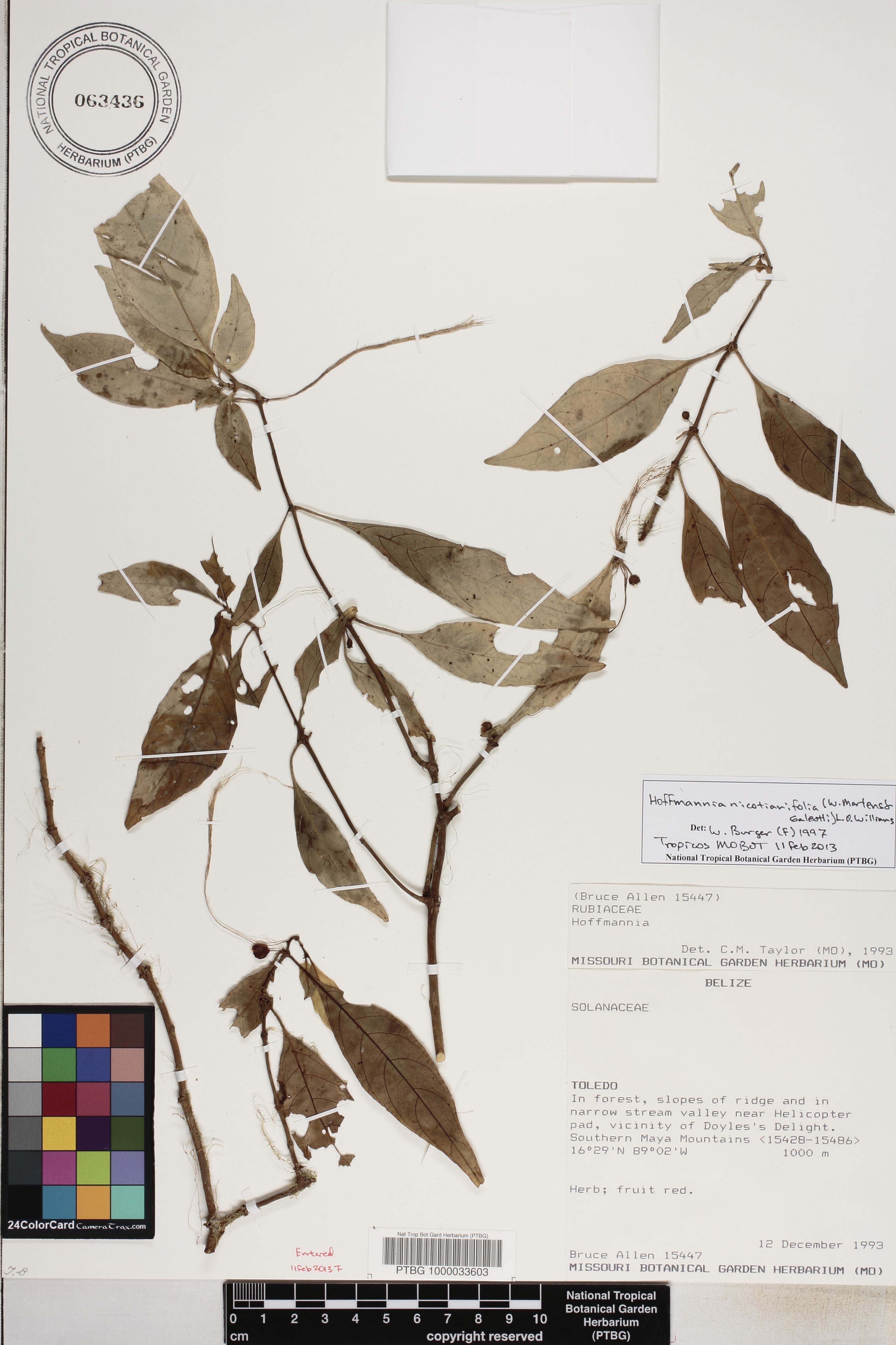 Hoffmannia nicotianifolia image