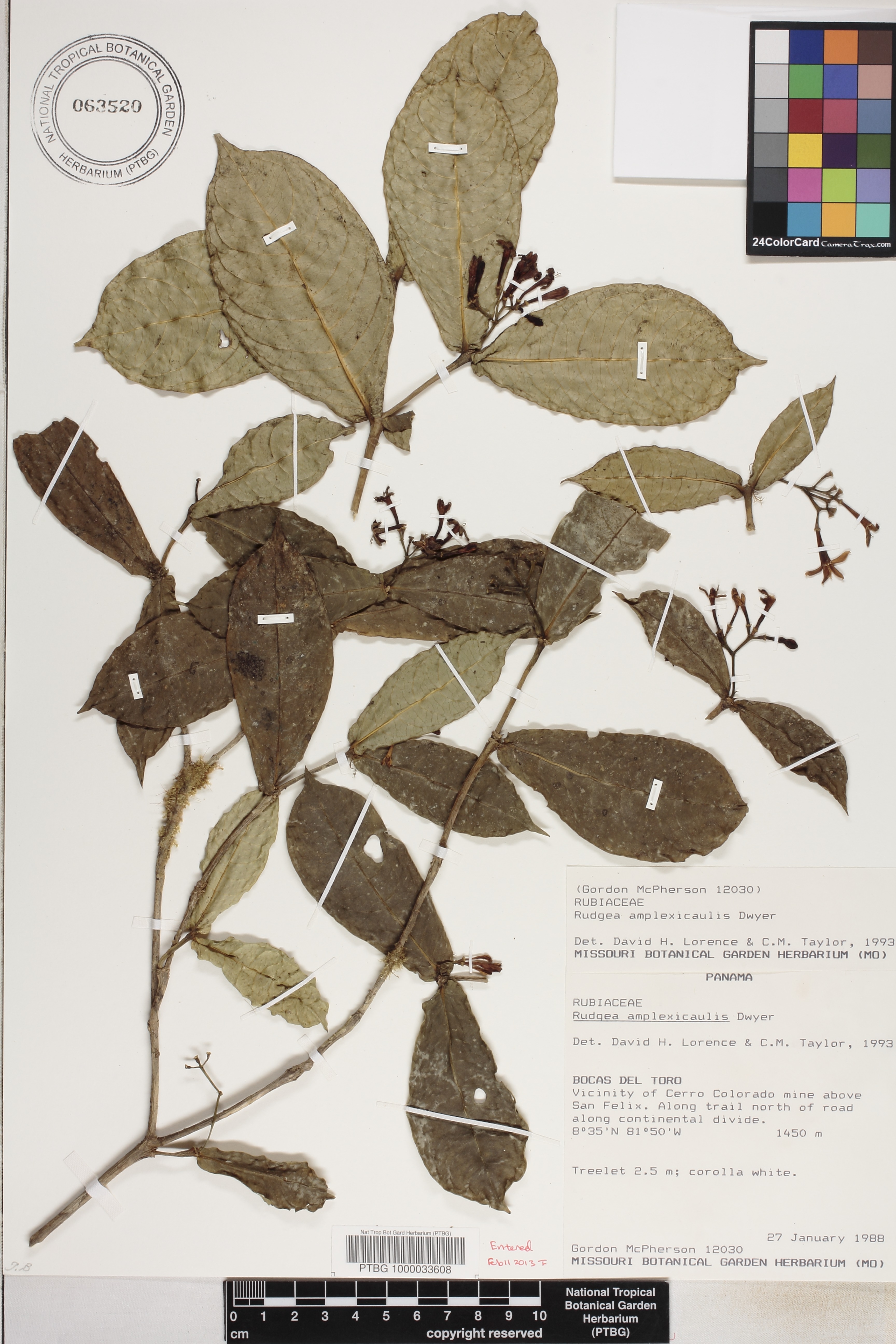 Rudgea amplexicaulis image