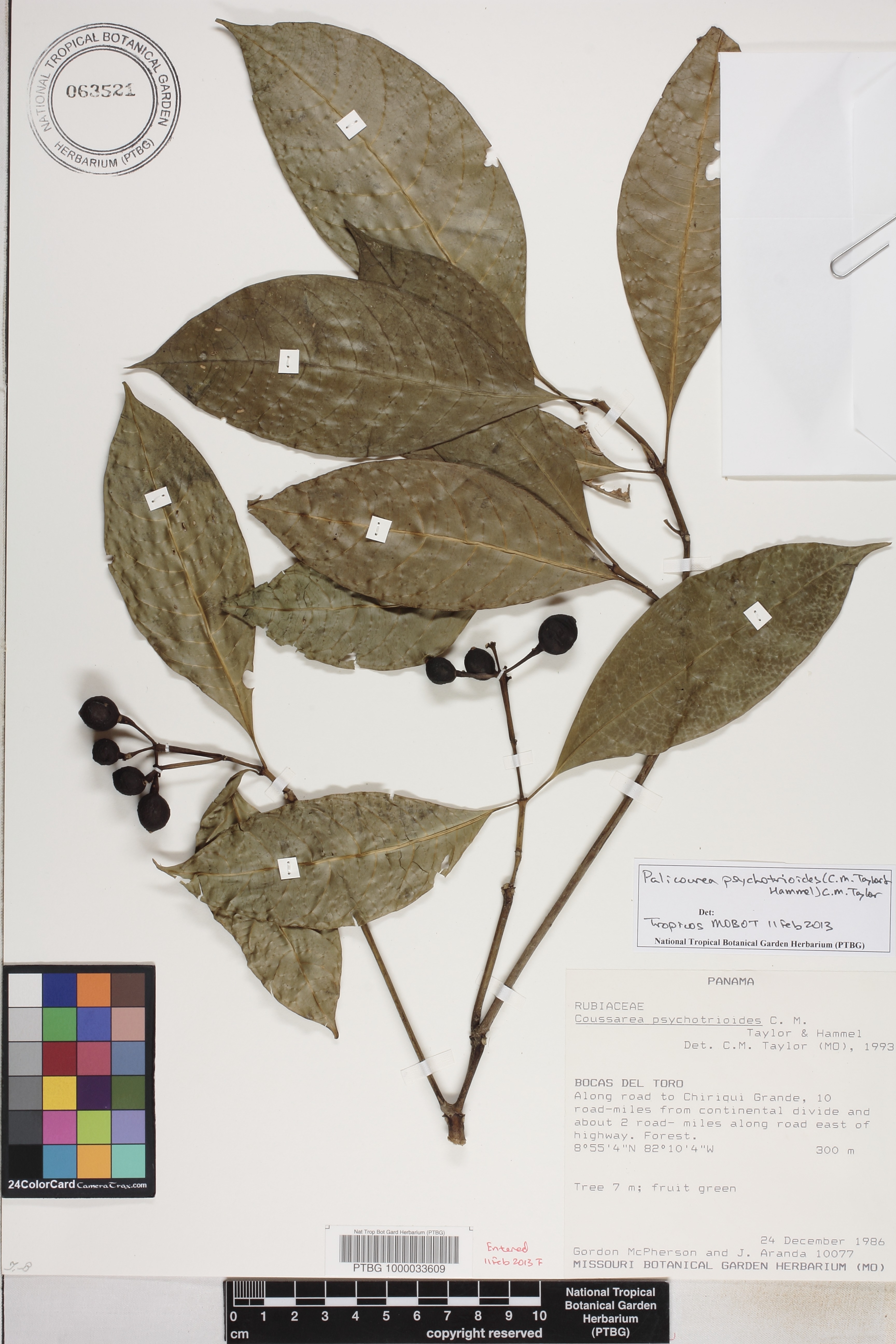 Palicourea psychotrioides image