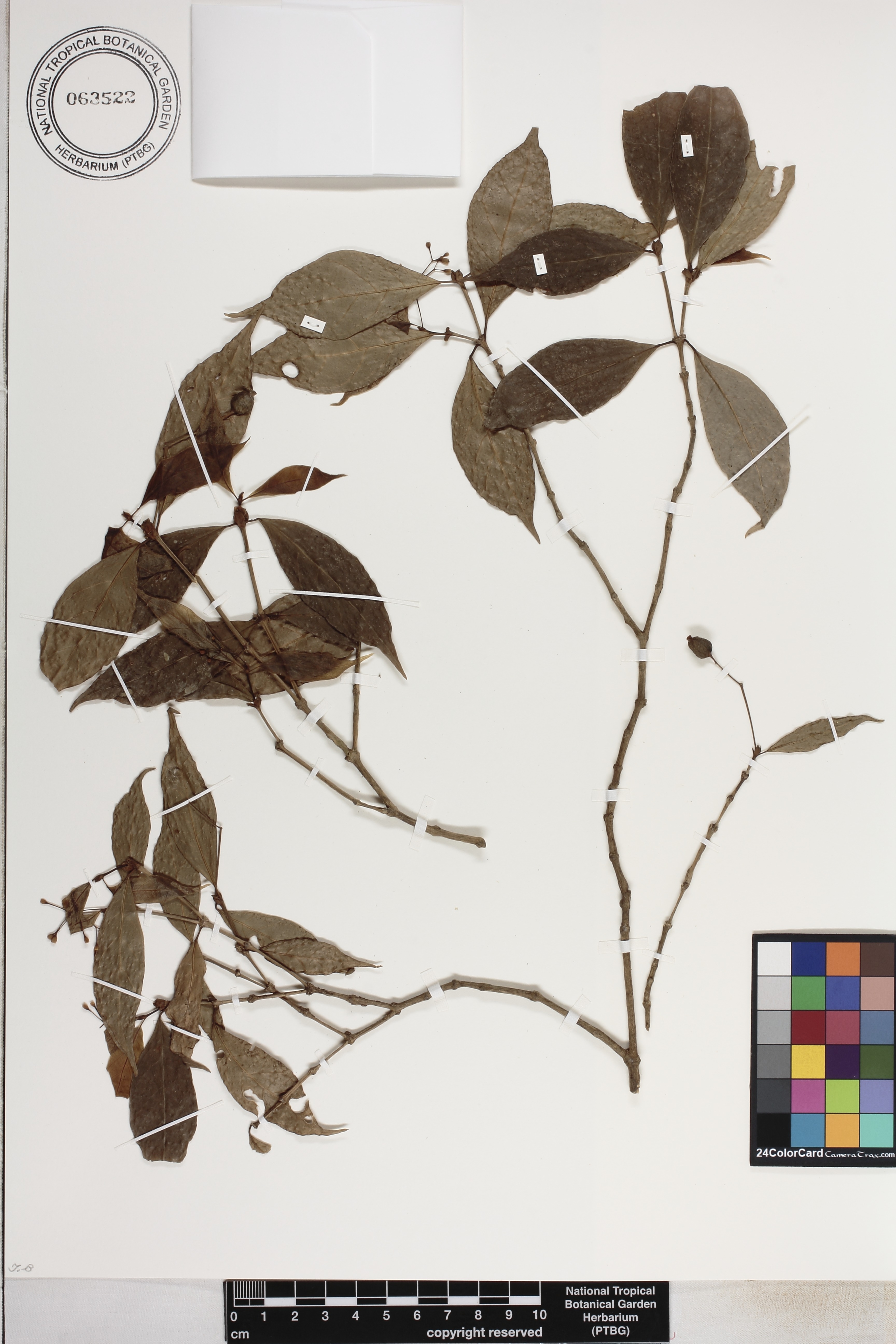 Rudgea skutchii image