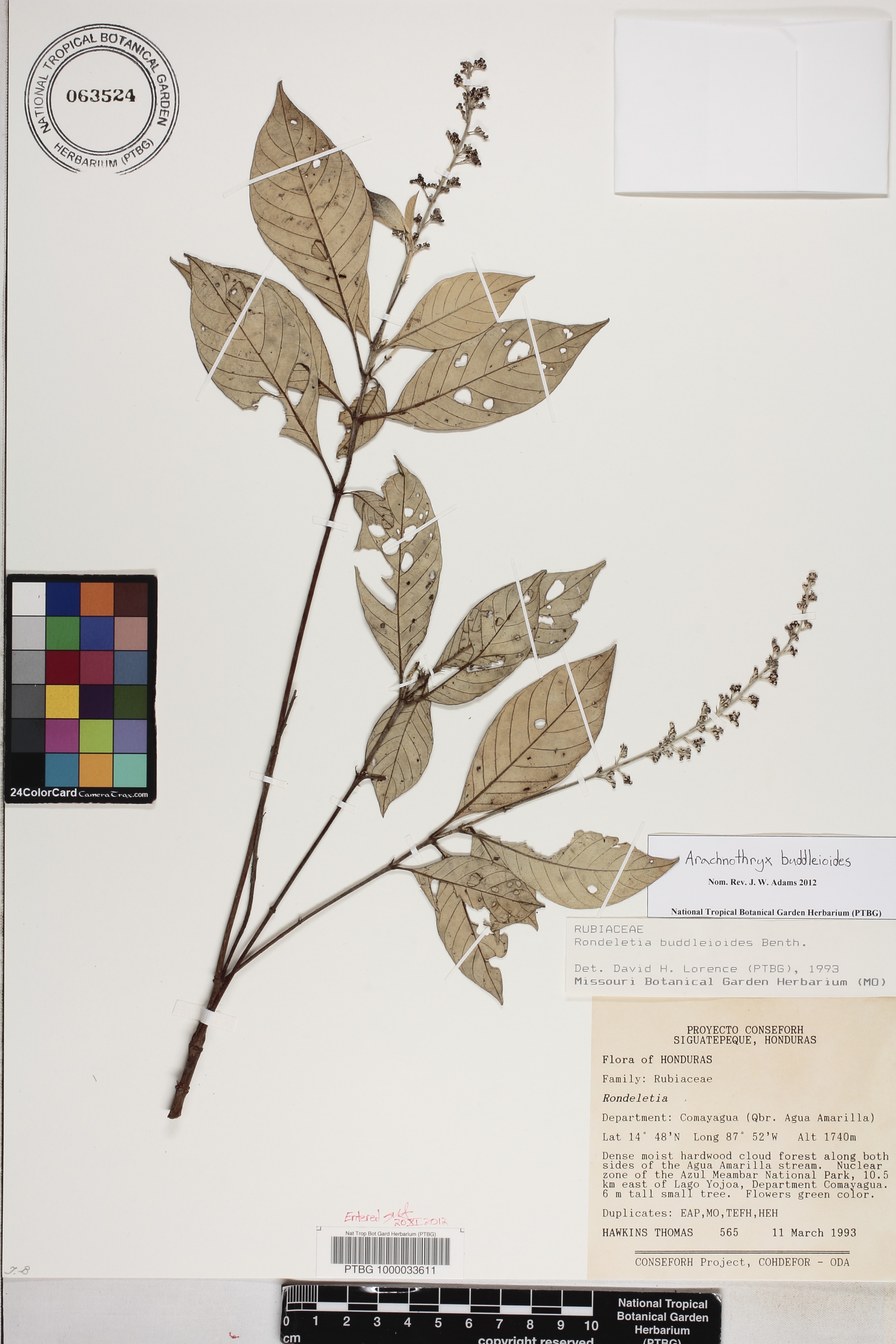 Arachnothryx buddleioides image