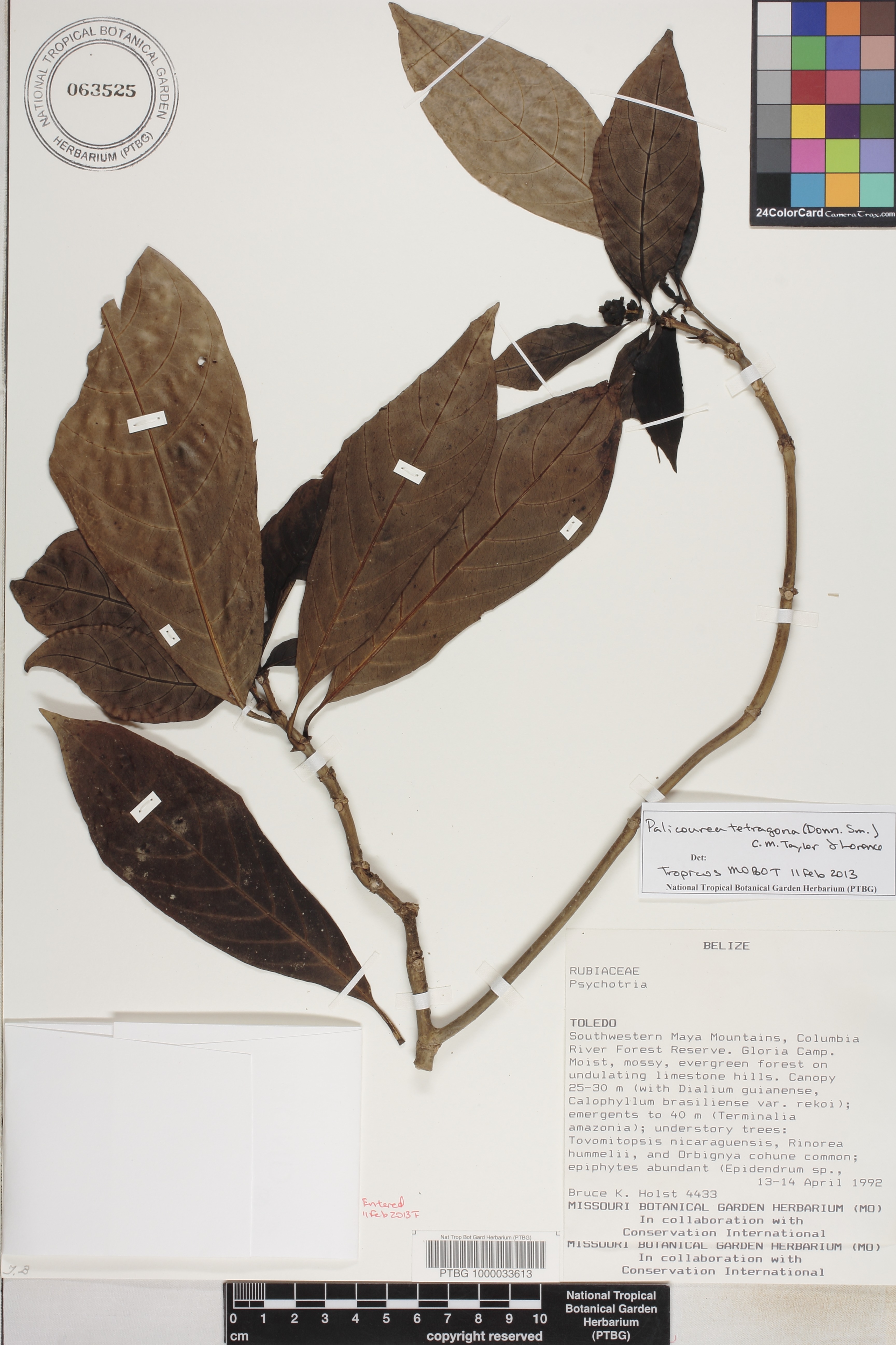 Mexocarpus tetragonus image