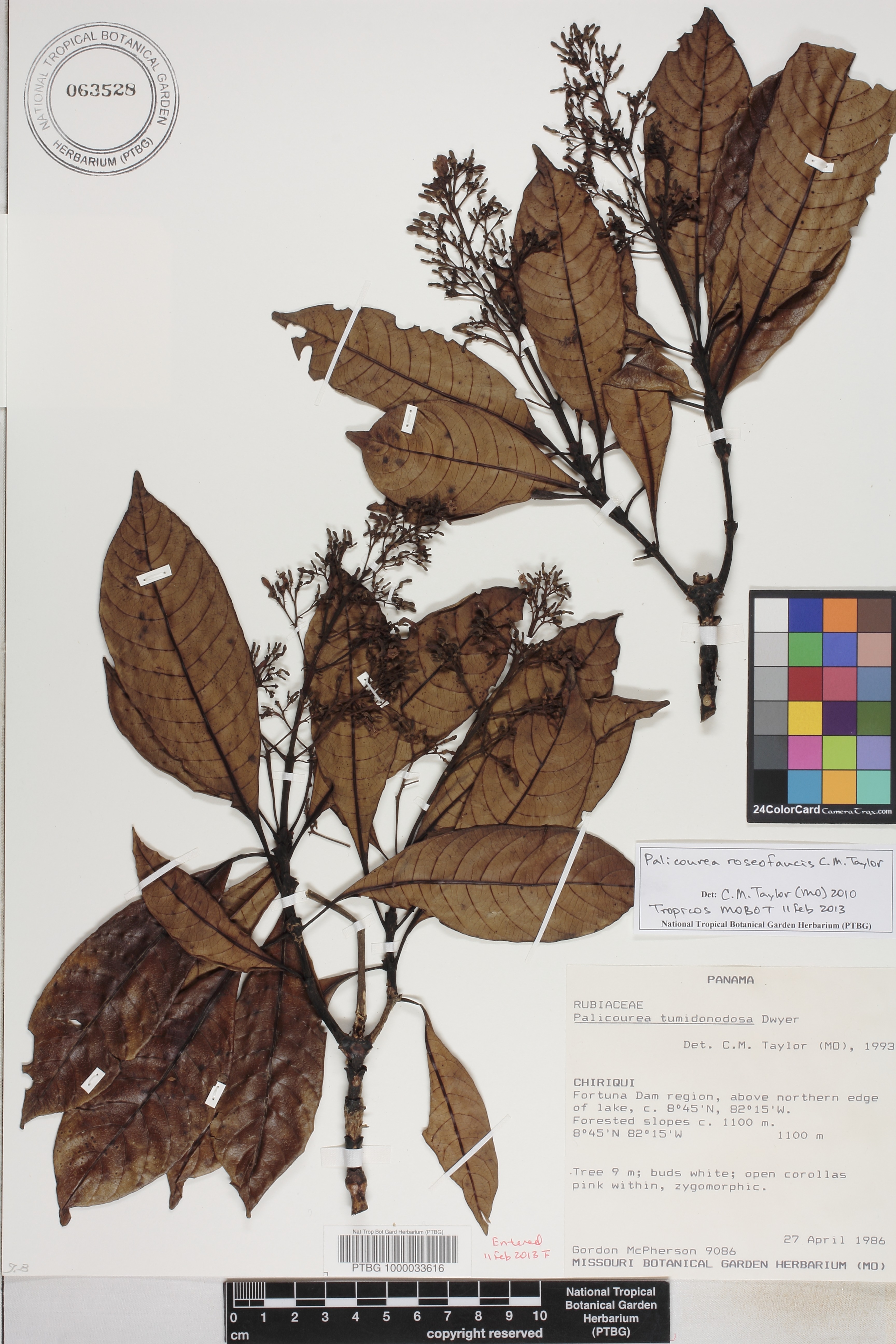 Palicourea roseofaucis image
