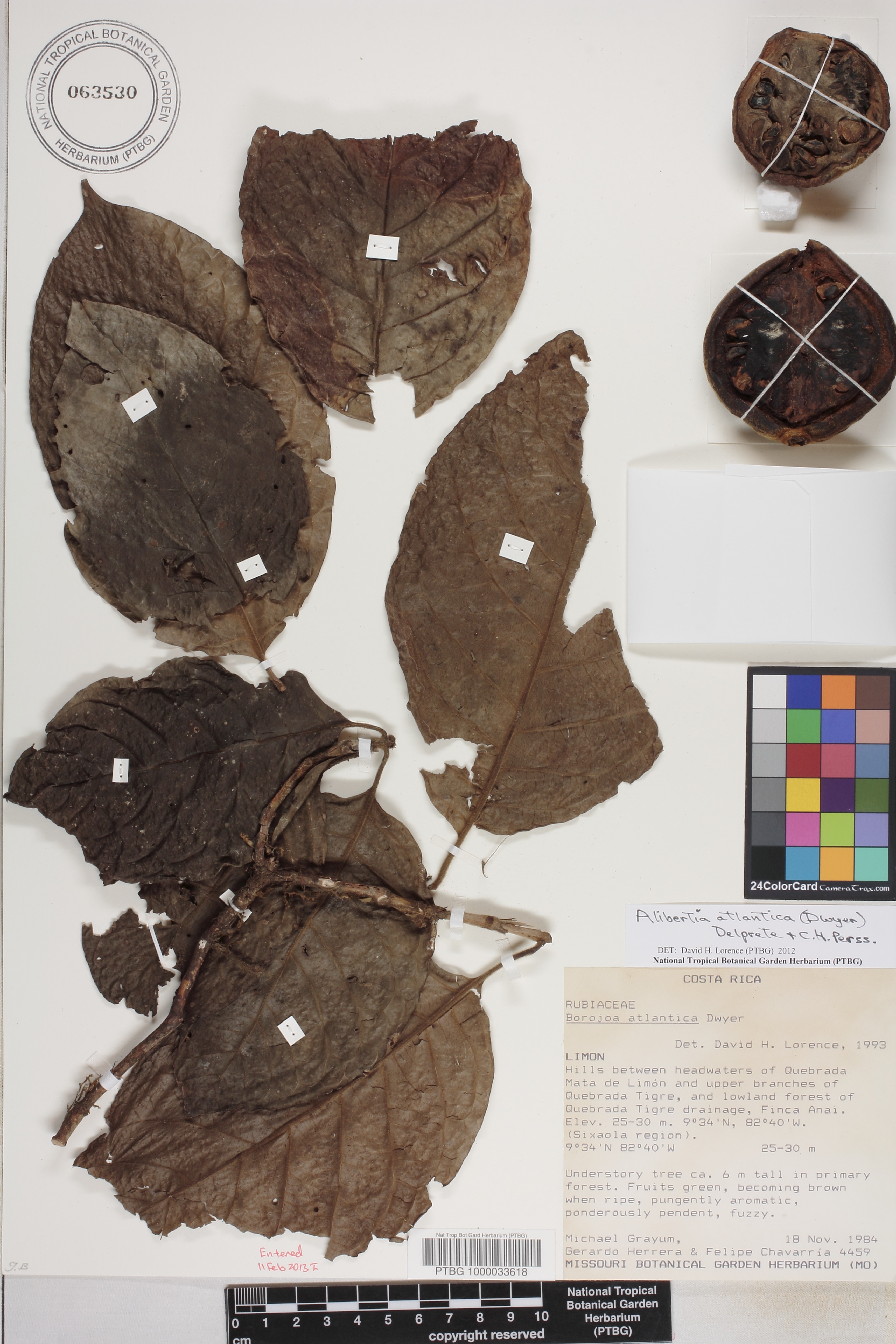 Alibertia atlantica image