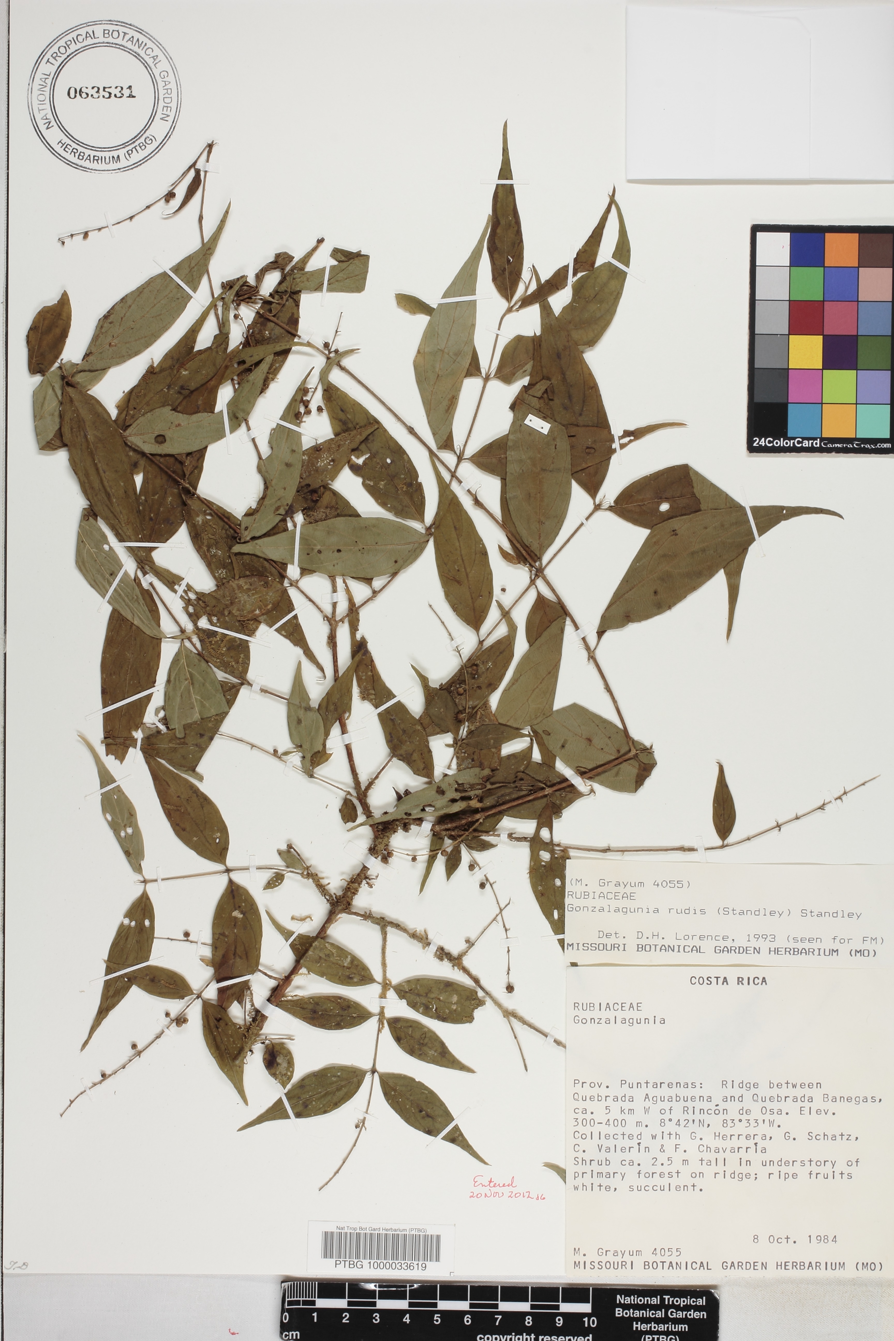 Gonzalagunia rudis image