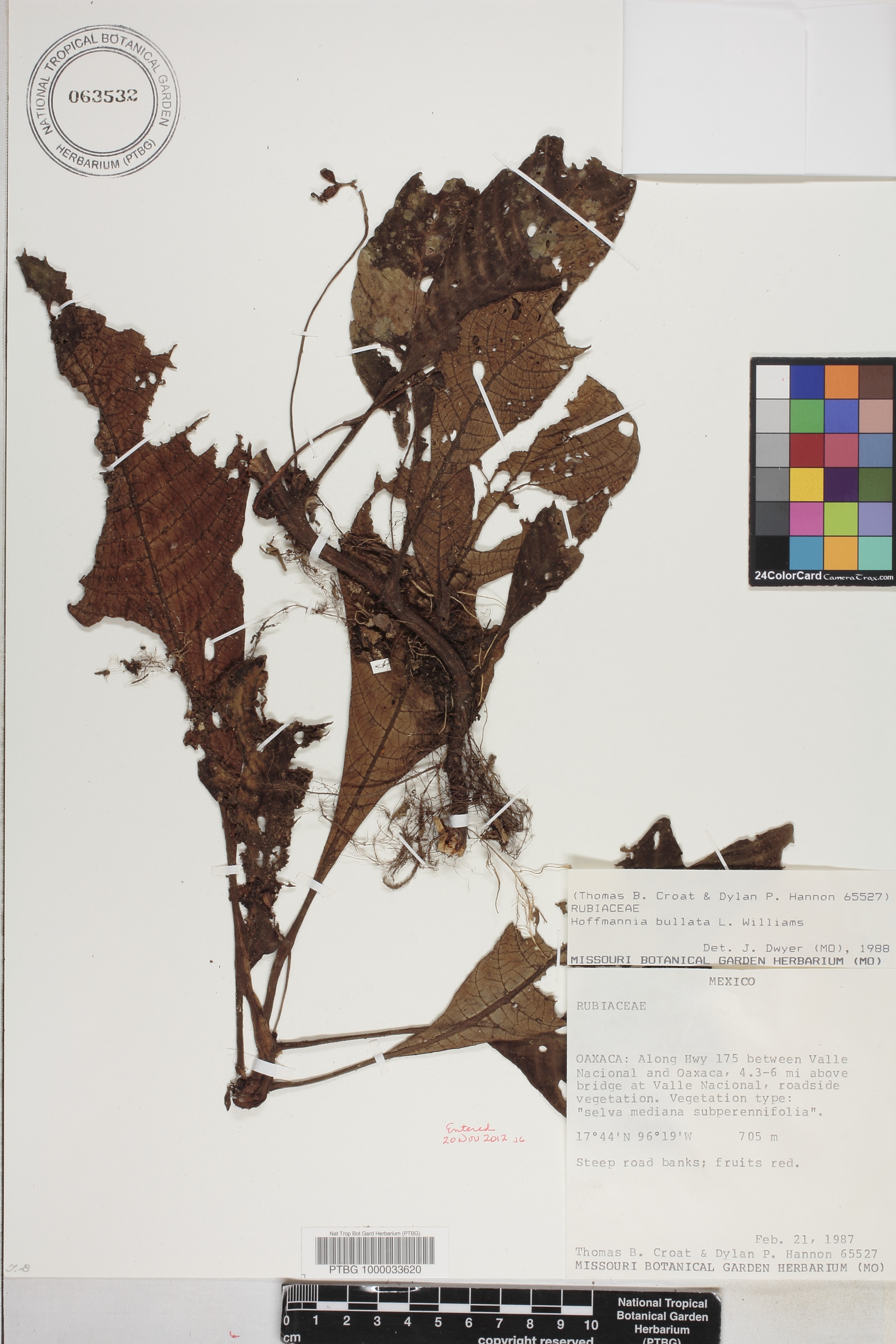 Hoffmannia discolor image