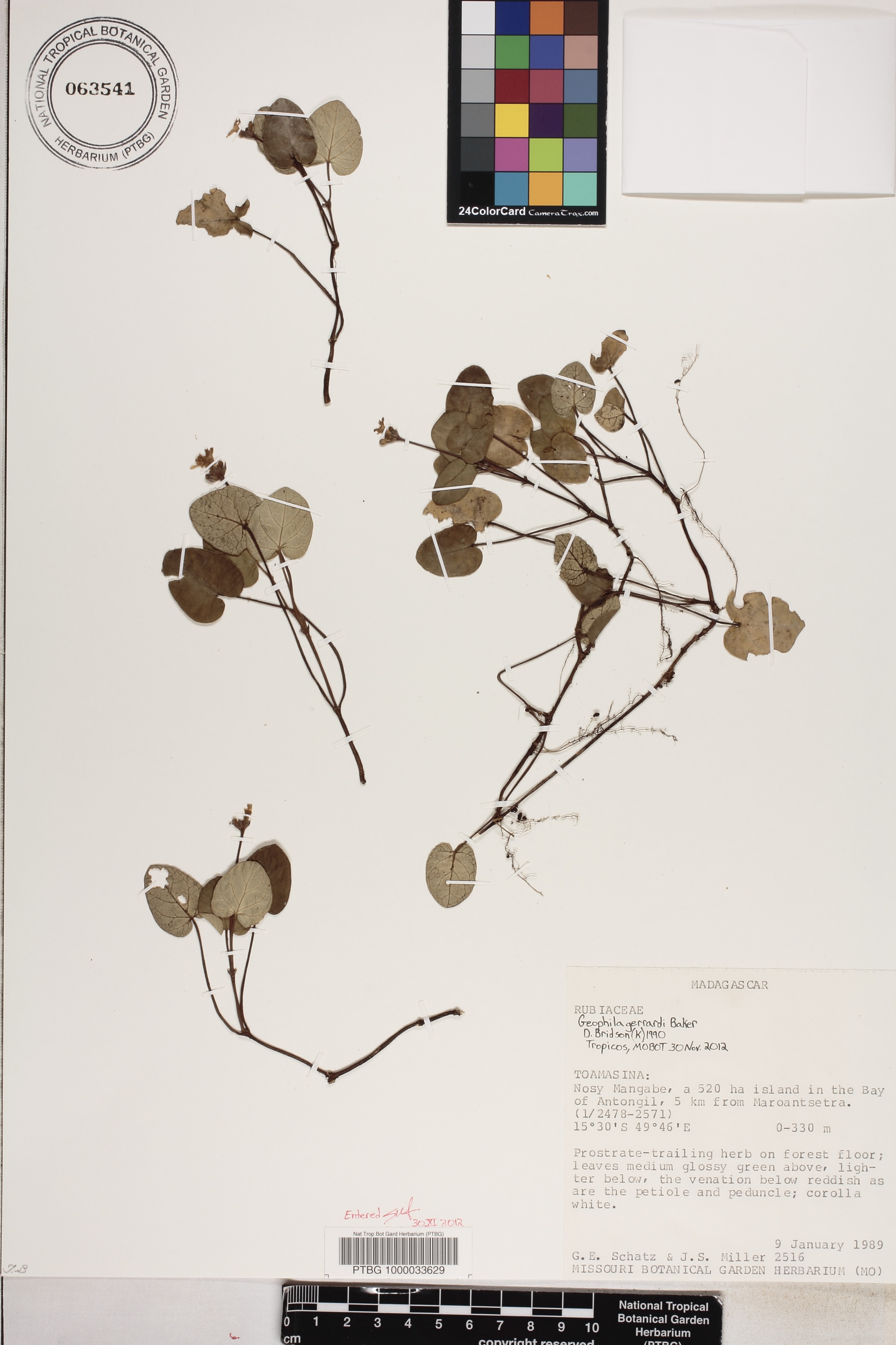 Puffia gerrardii image