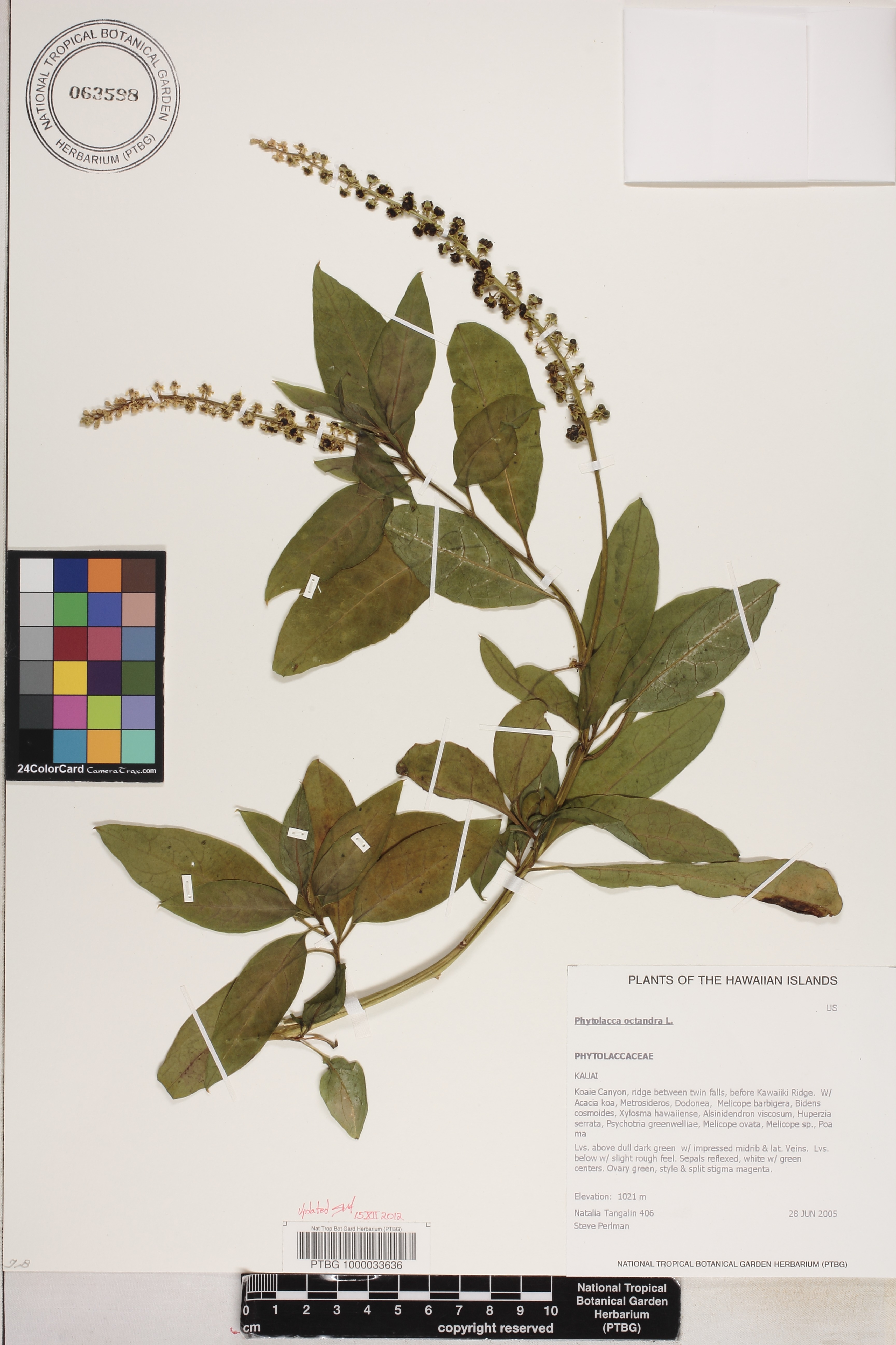 Phytolacca octandra image