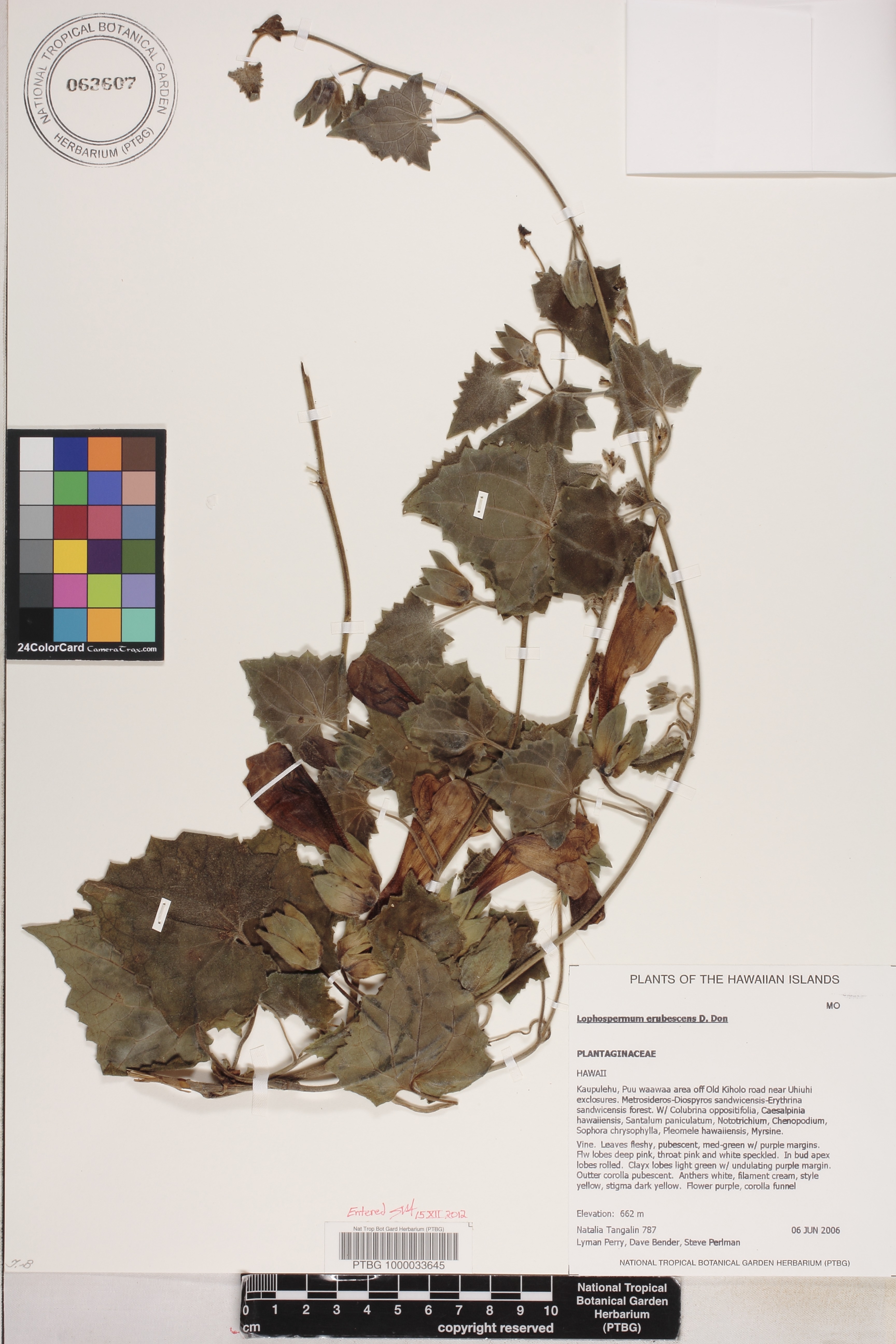 Lophospermum image