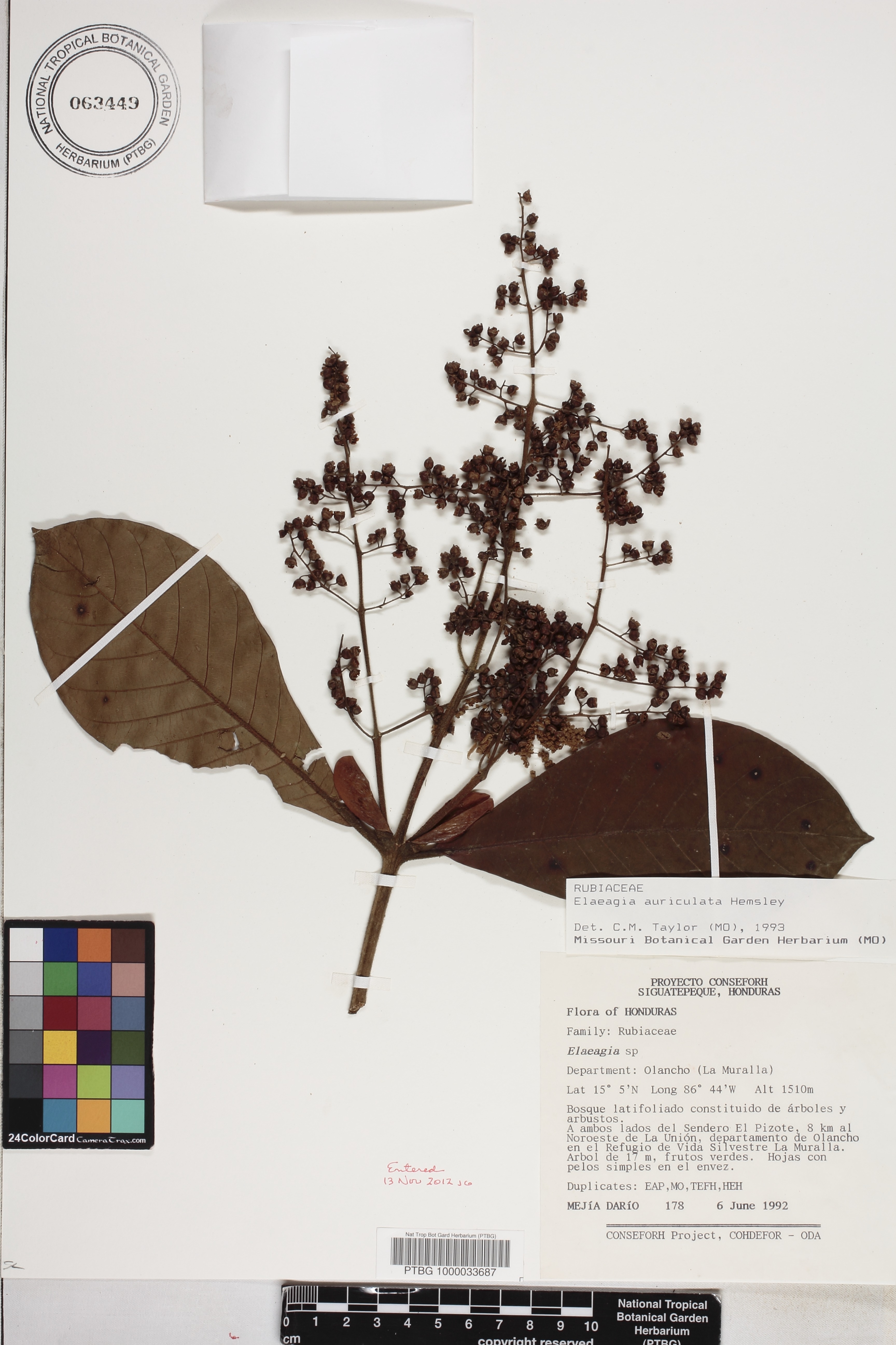 Elaeagia auriculata image