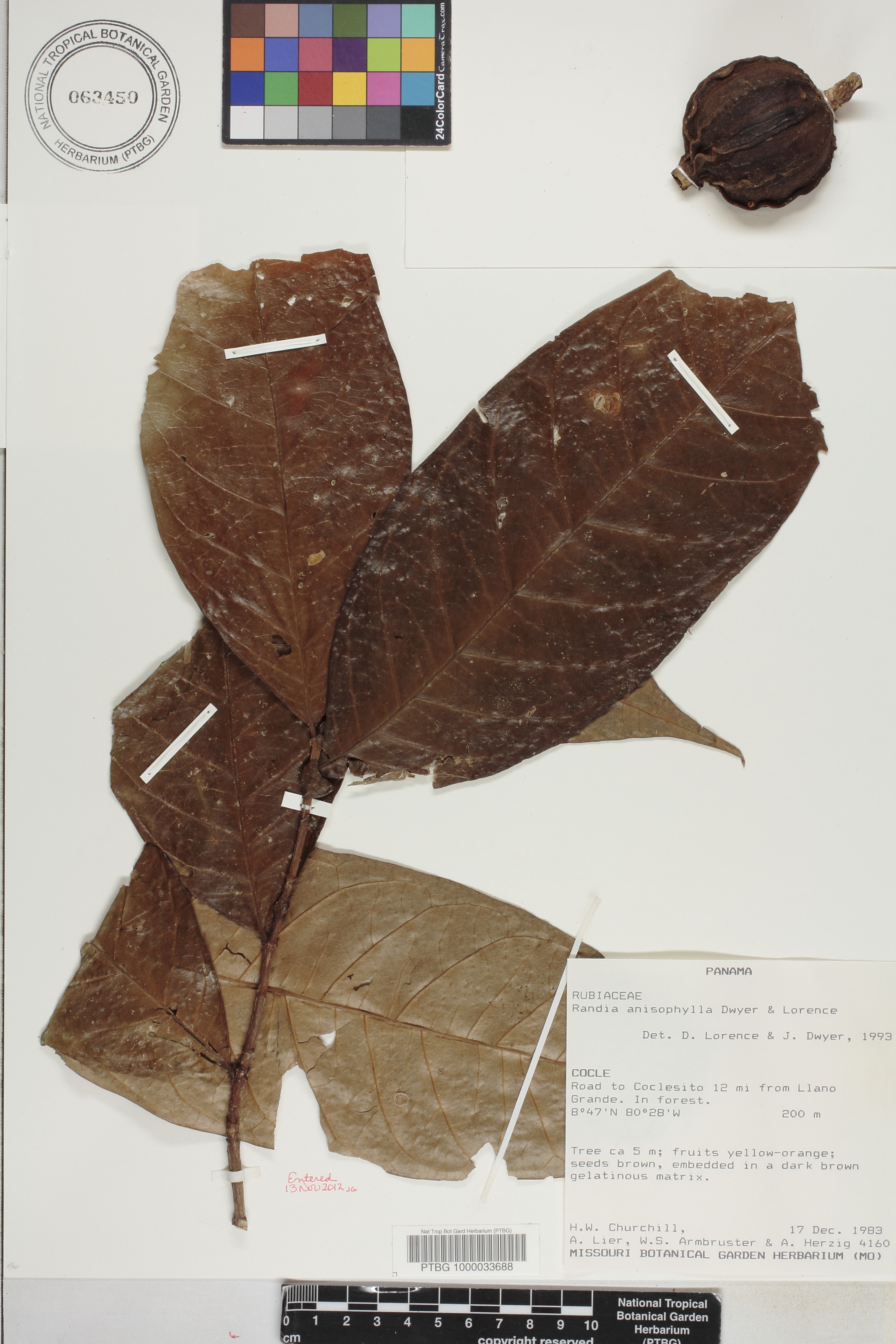 Porterandia anisophylla image