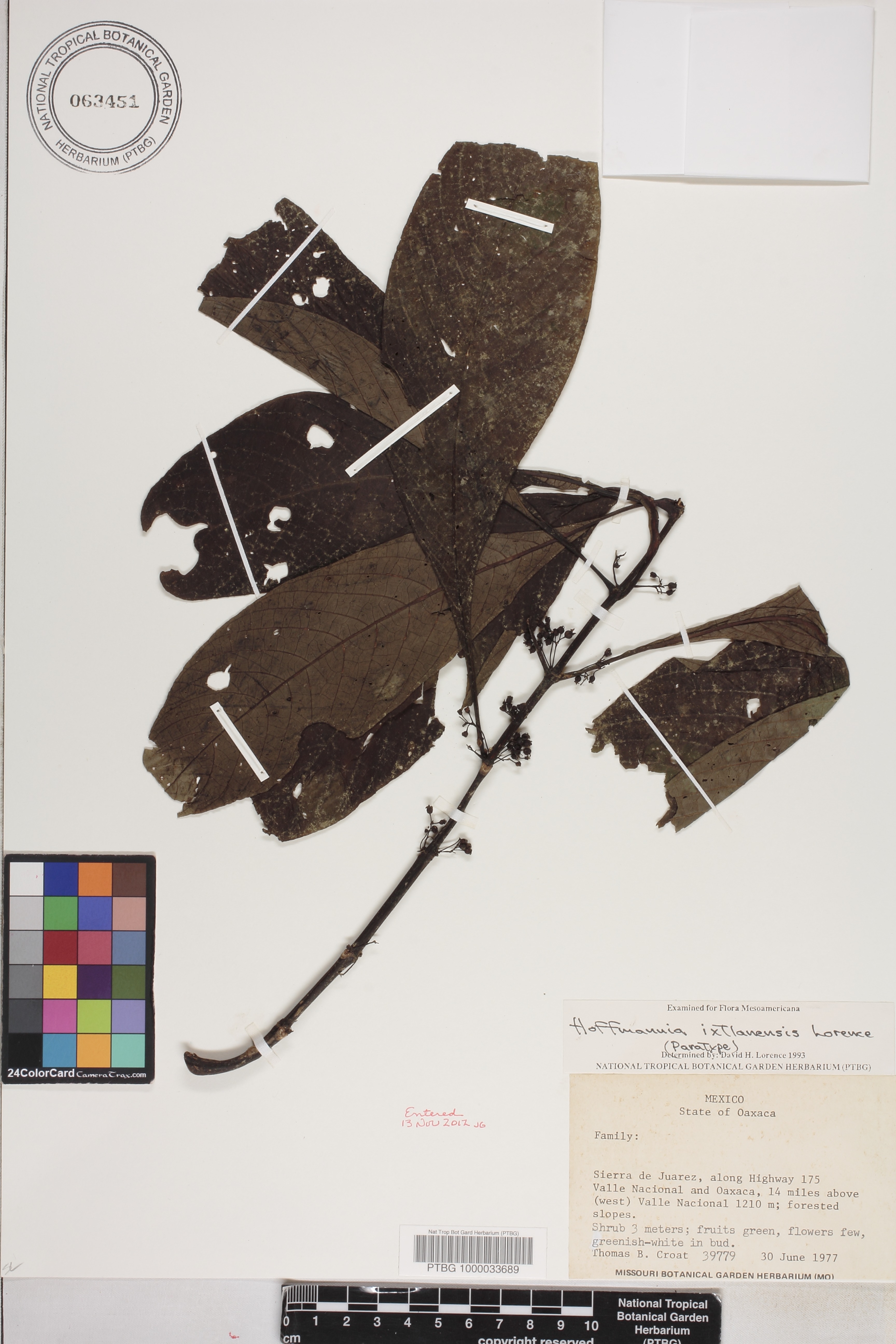 Hoffmannia ixtlanensis image