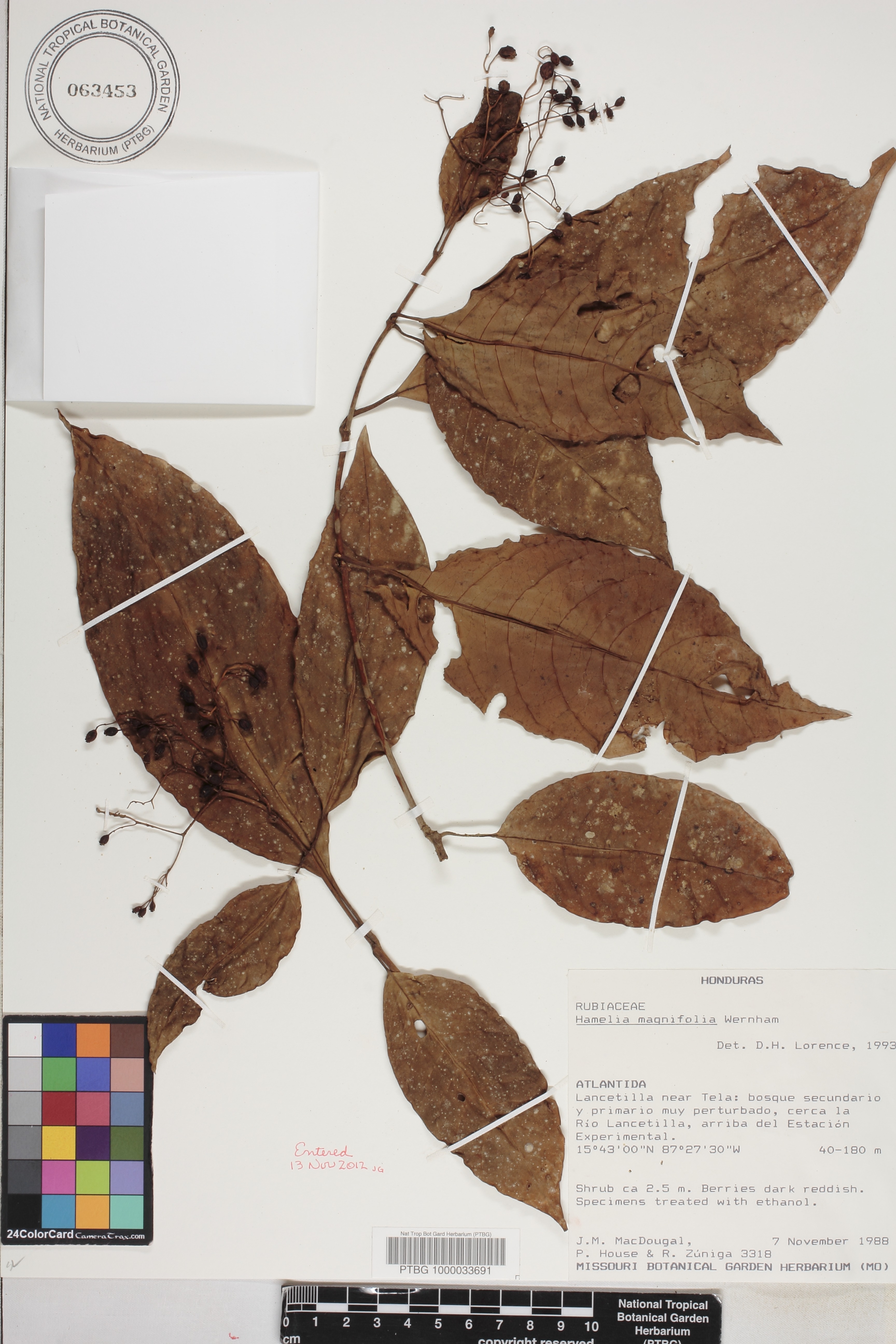 Hamelia magnifolia image
