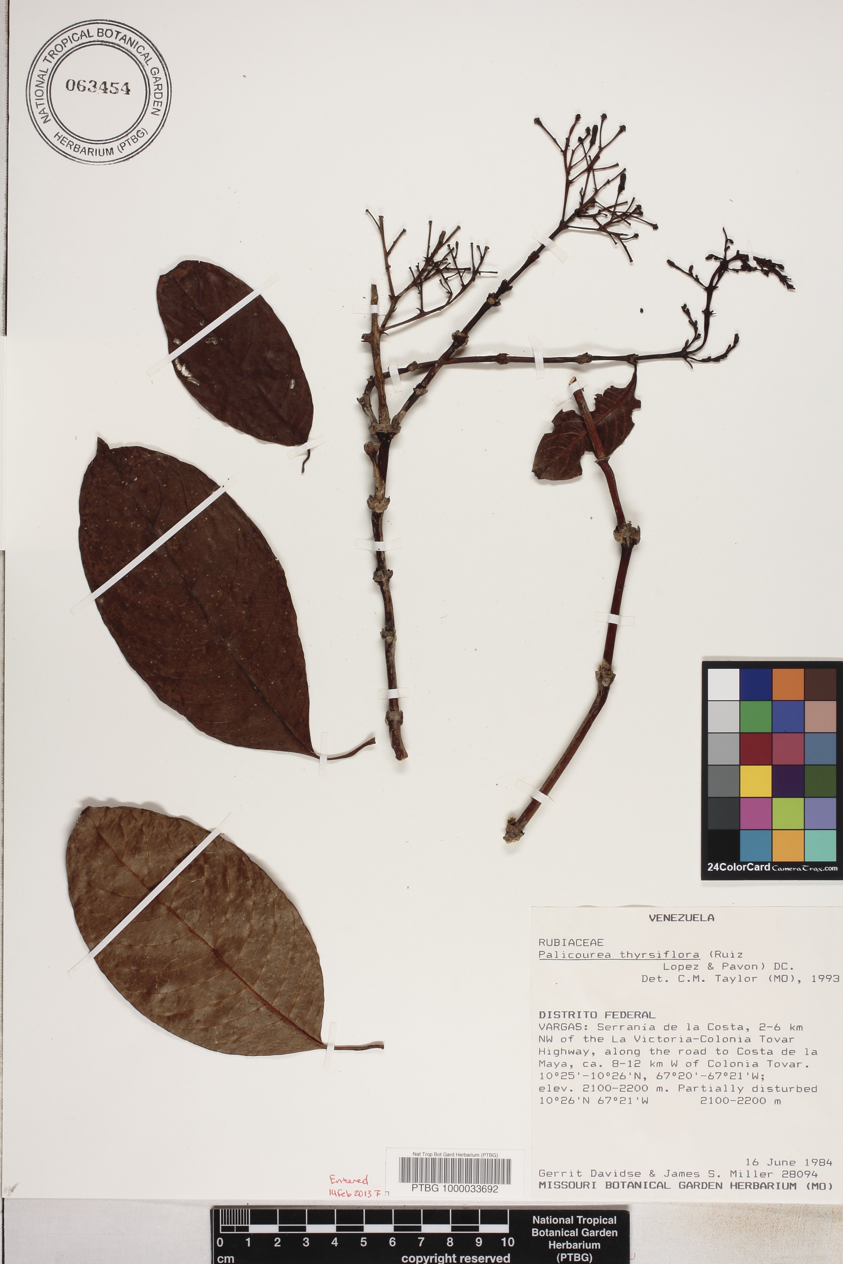 Palicourea thyrsiflora image