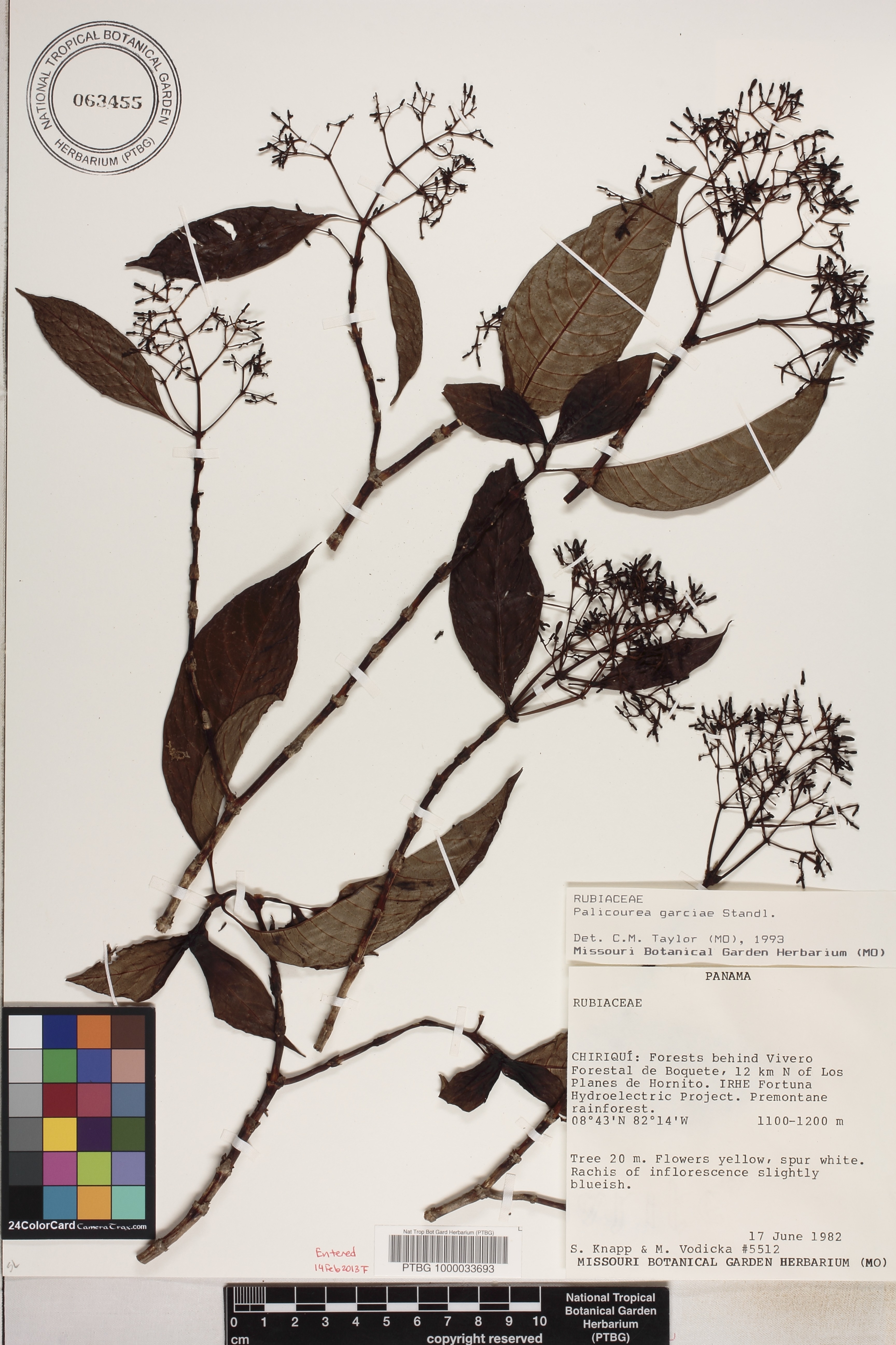 Palicourea garciae image