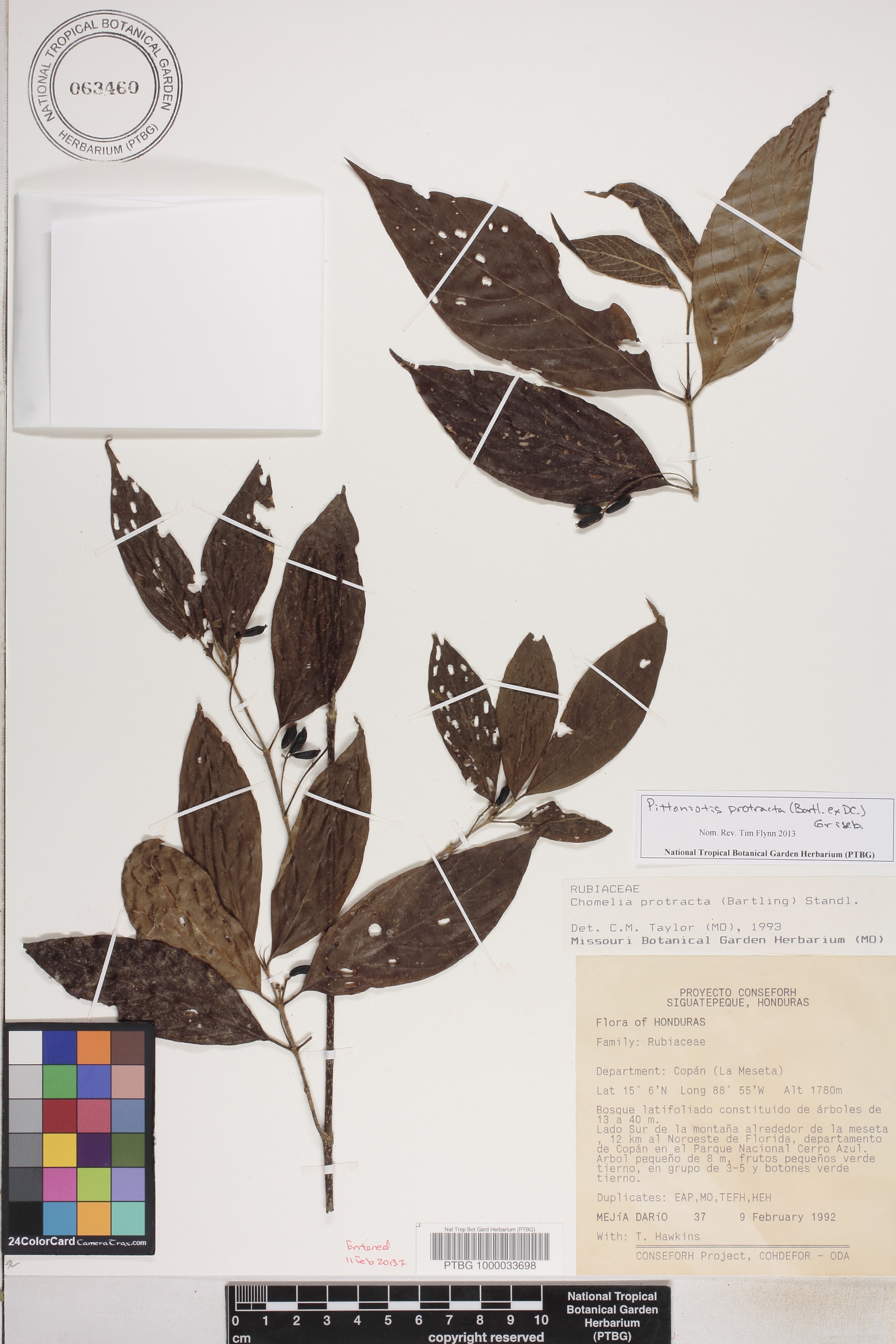 Pittoniotis protracta image