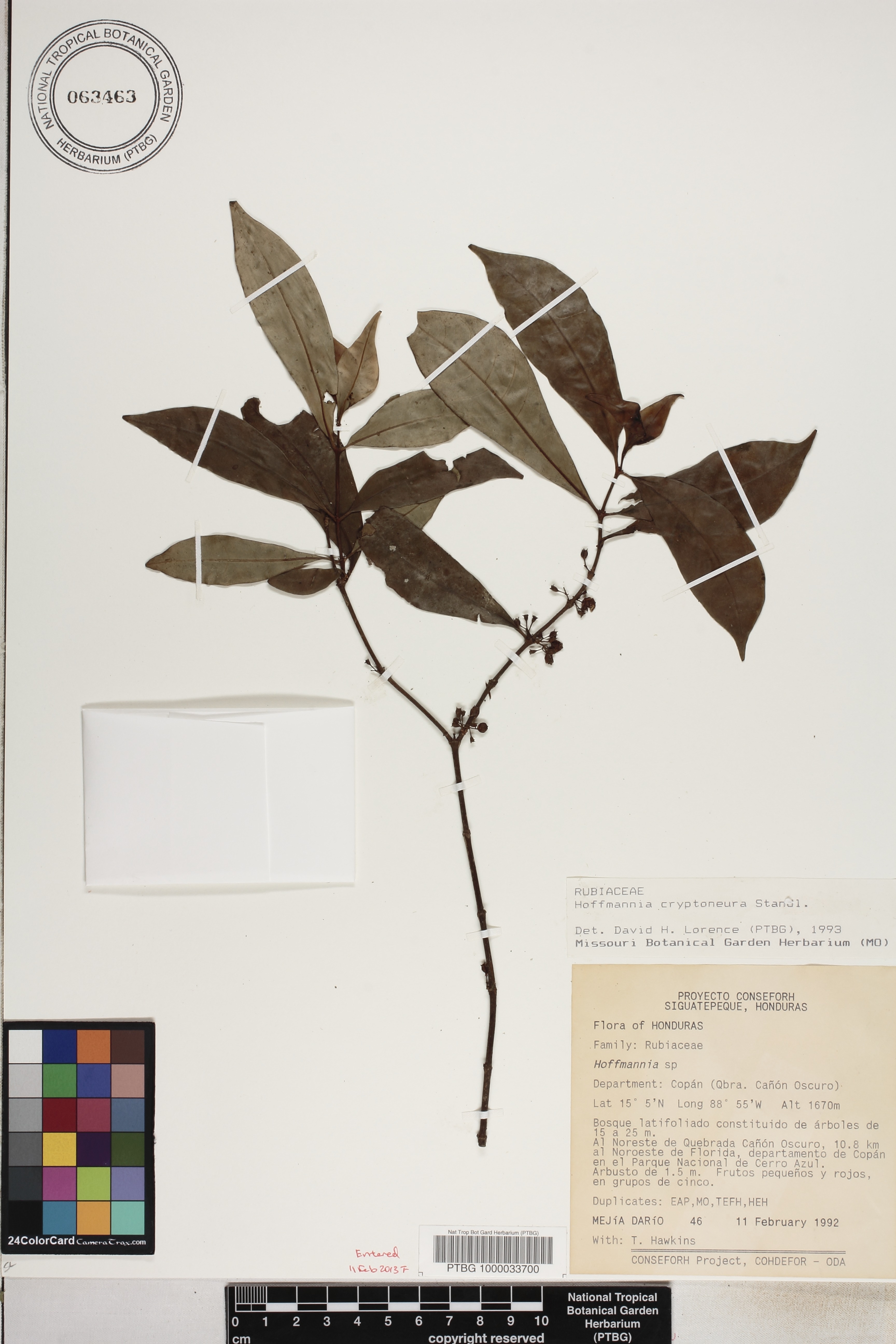 Hoffmannia cryptoneura image
