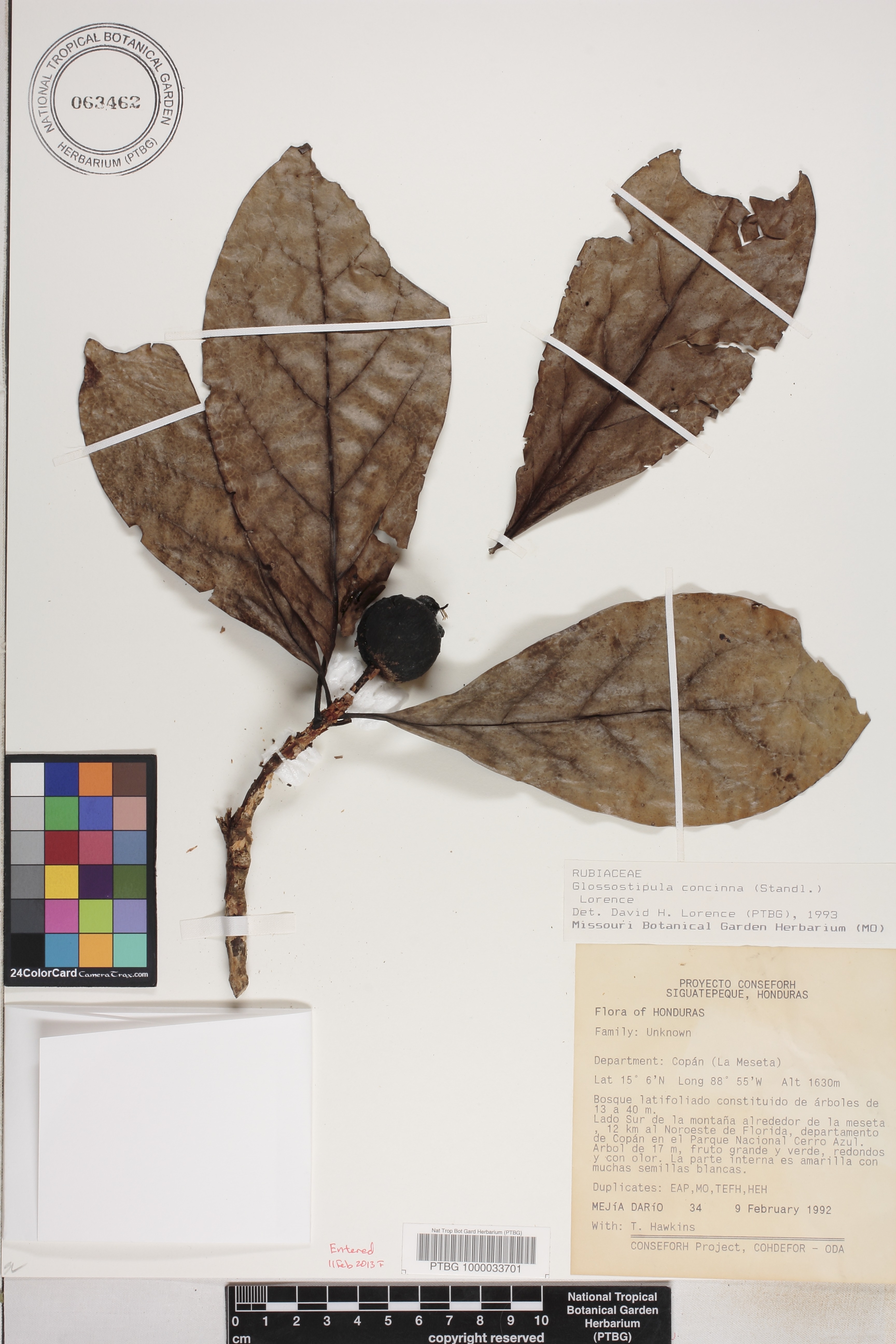 Glossostipula concinna image