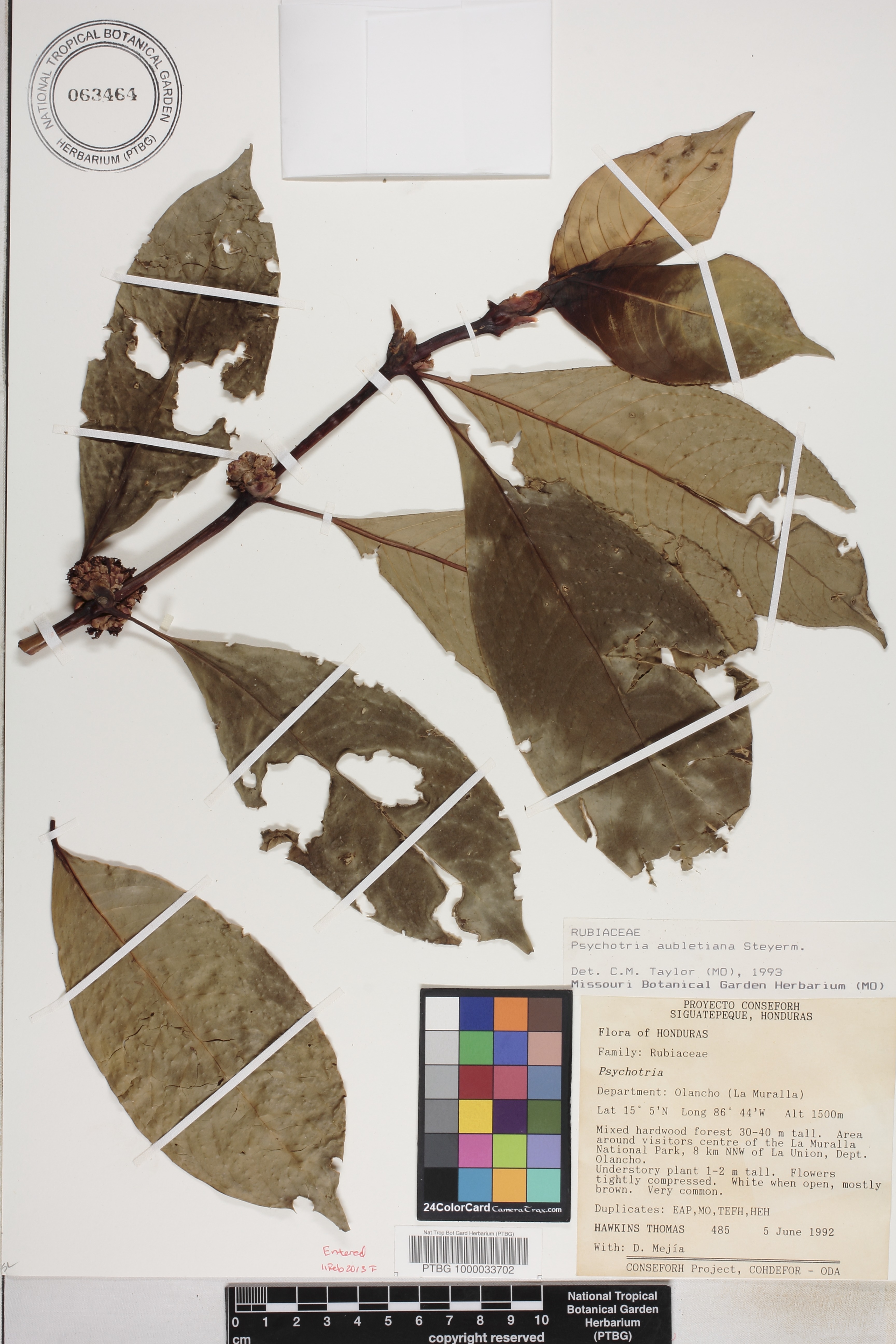 Palicourea image