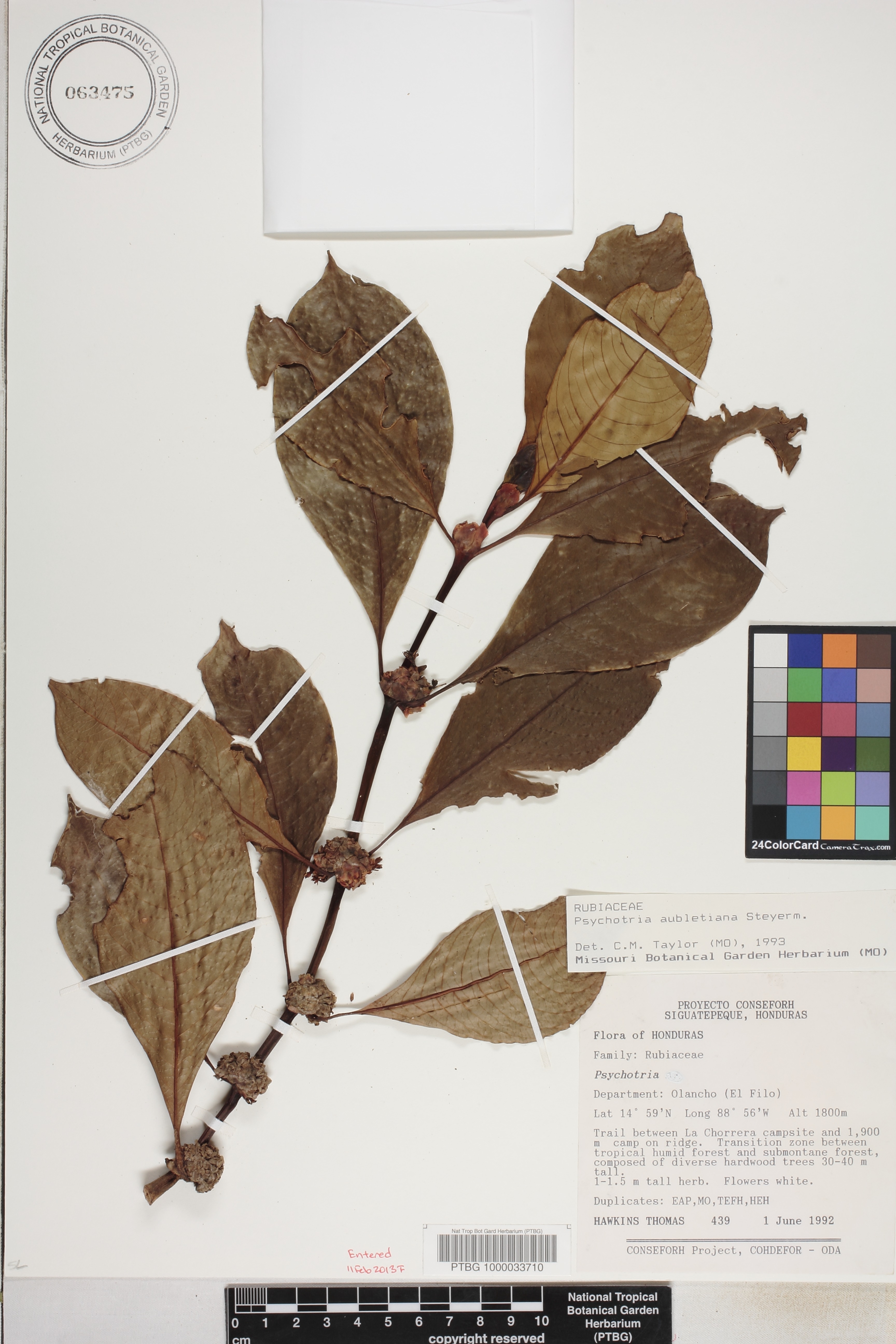 Palicourea axillaris image