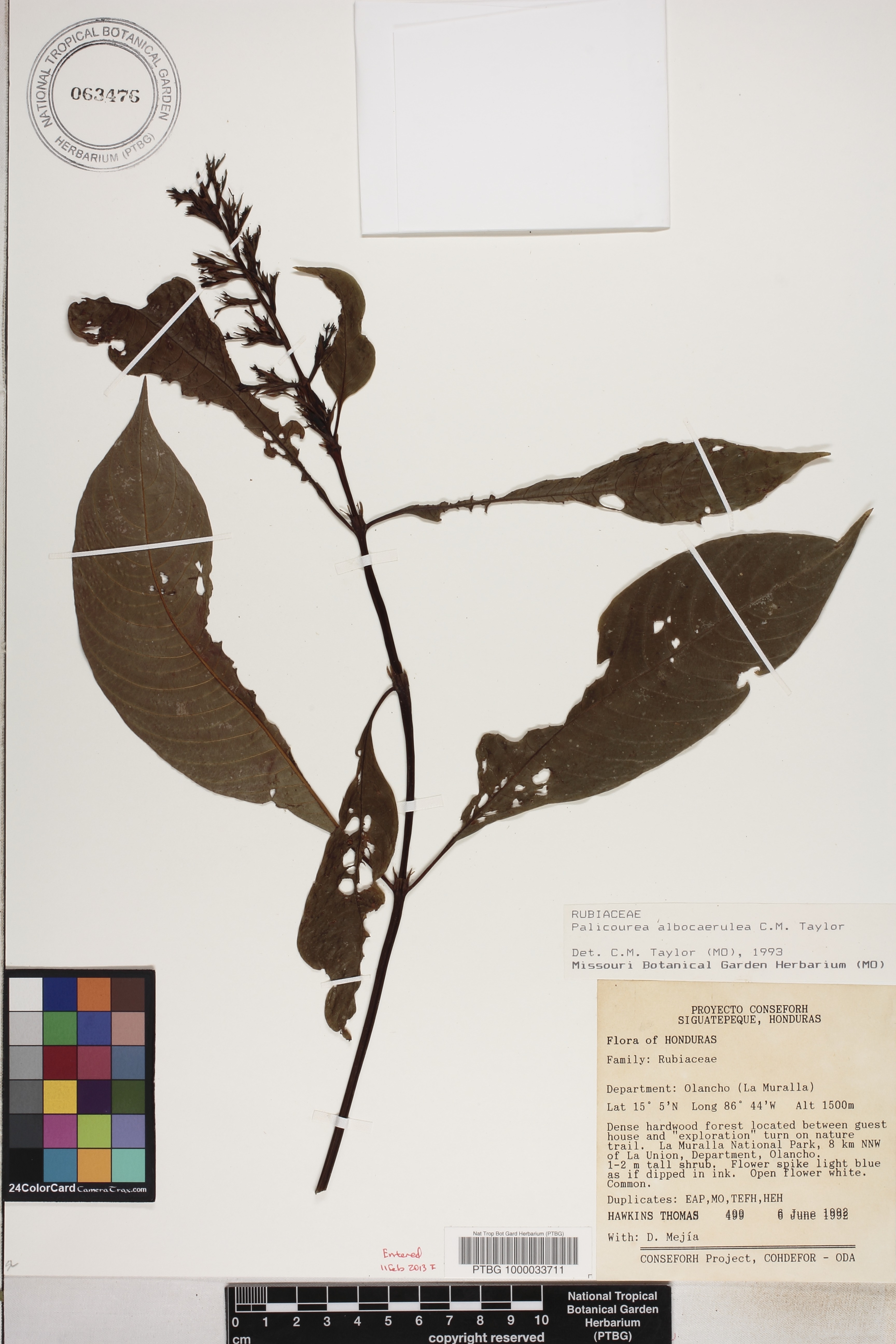 Palicourea albocaerulea image