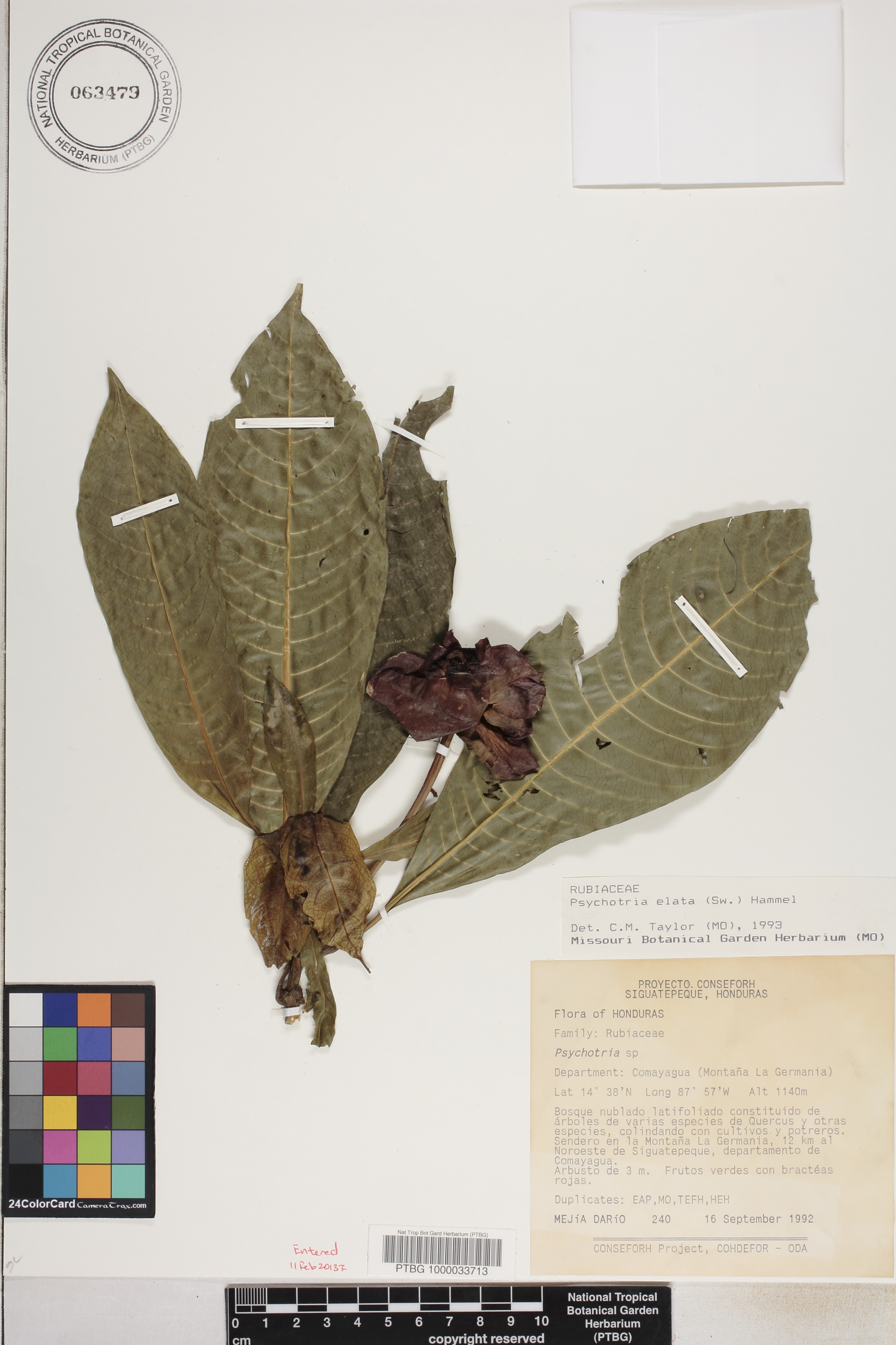 Palicourea elata image