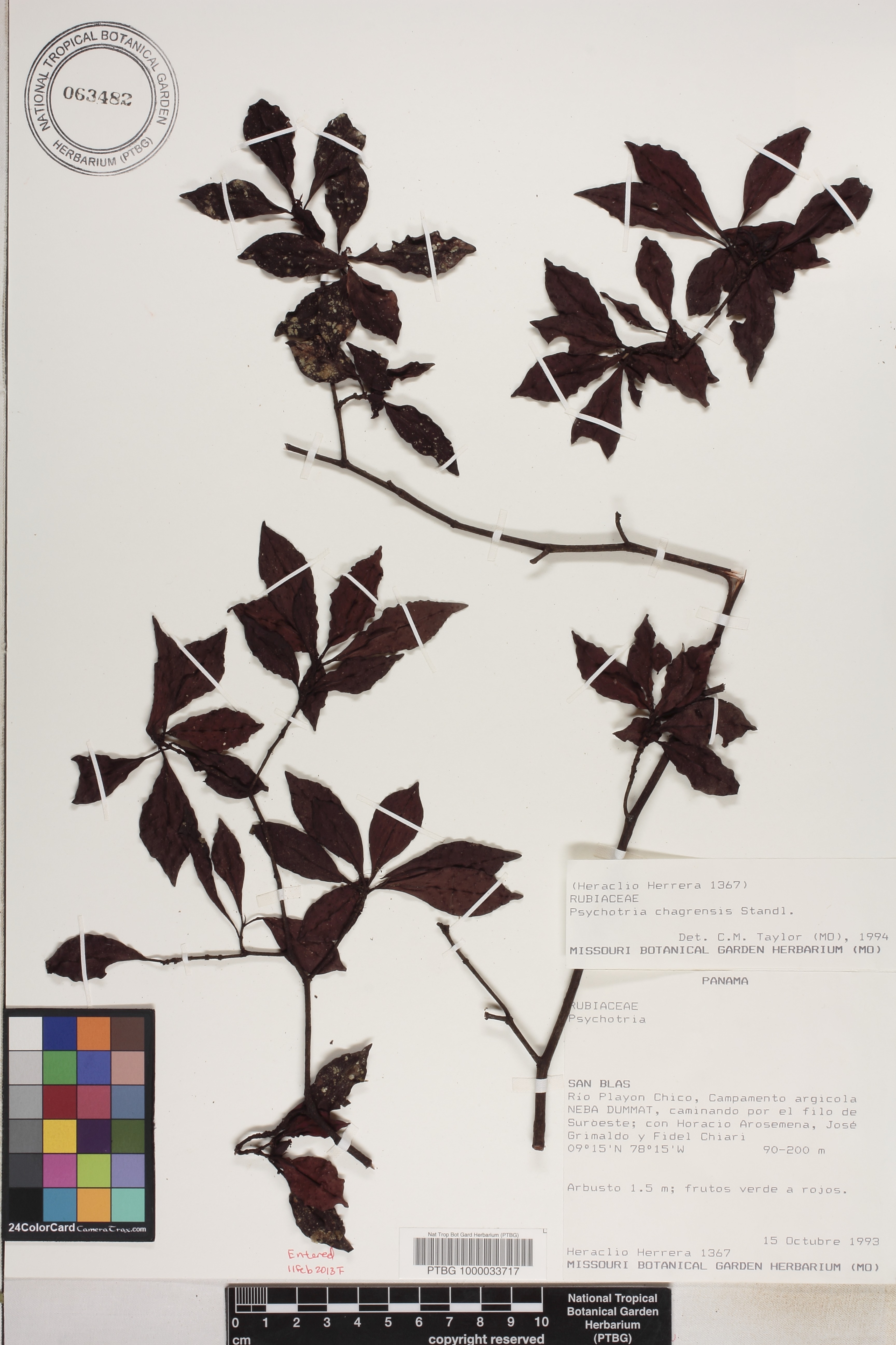 Psychotria chagrensis image