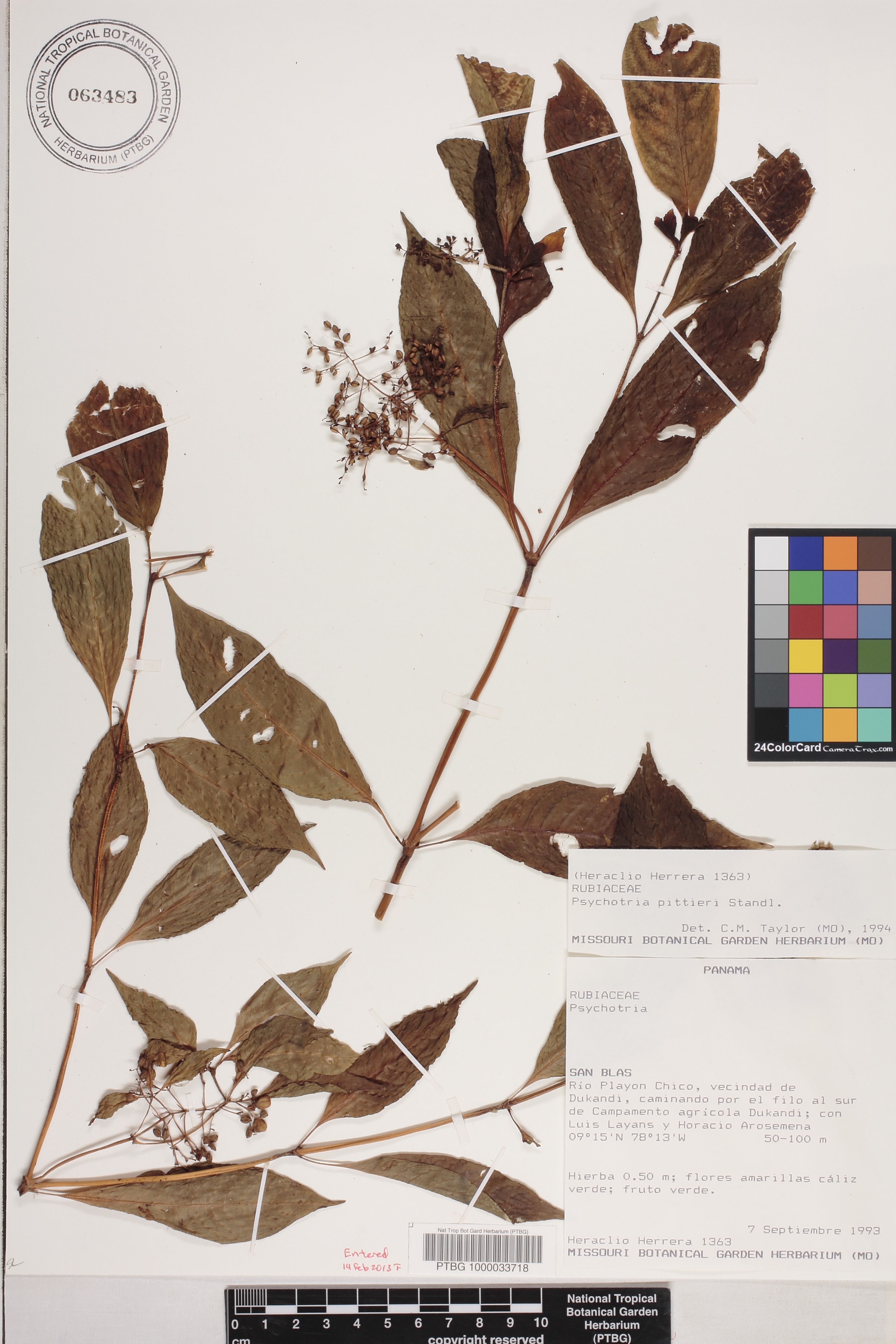 Psychotria cyanococca image